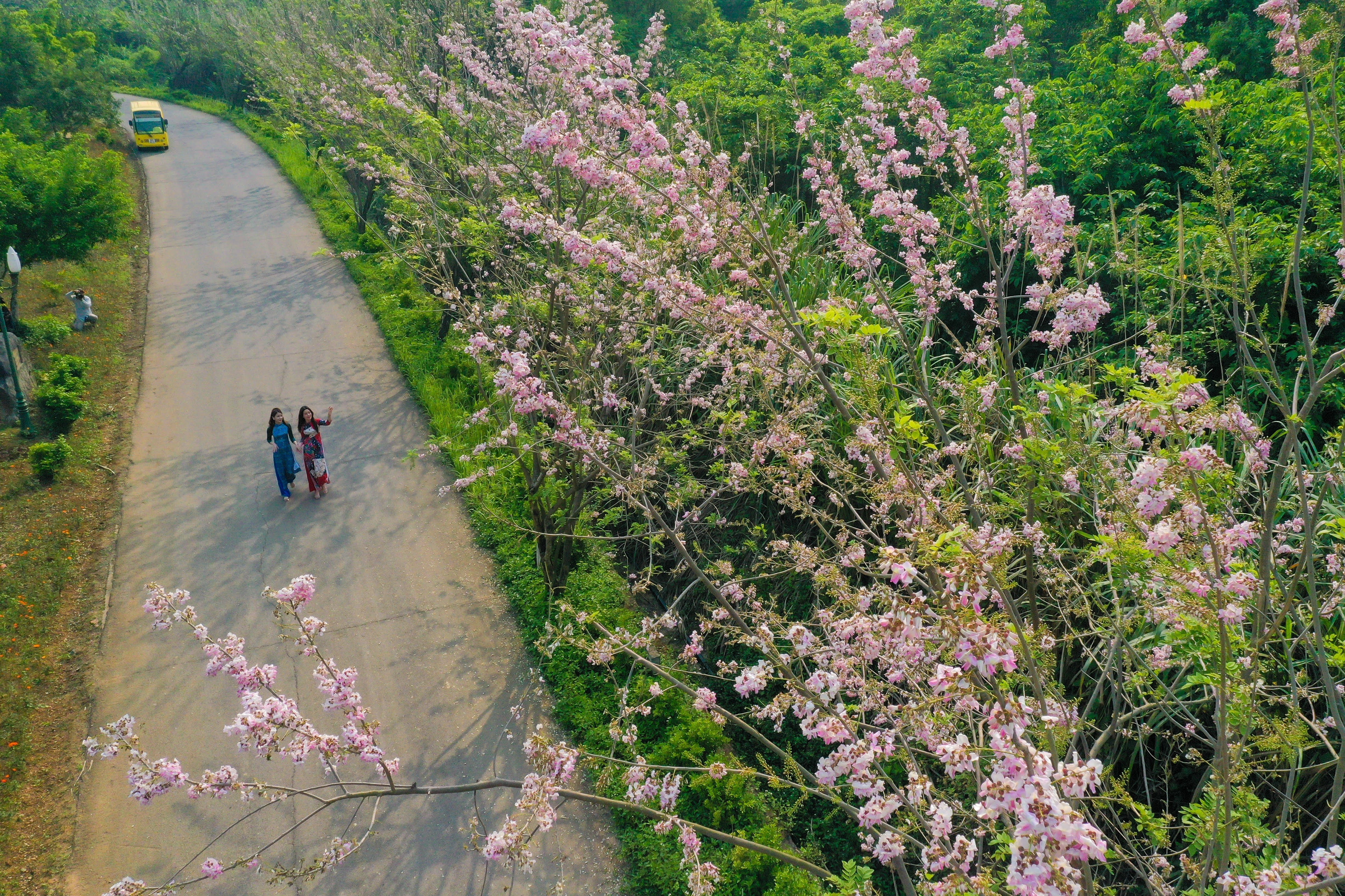 Loài hoa đất nước mặt trời mọc khoe sắc tô điểm chùa lớn nhất Việt Nam - 5 Loài hoa đất nước mặt trời mọc khoe sắc tô điểm chùa lớn nhất Việt Nam - 5