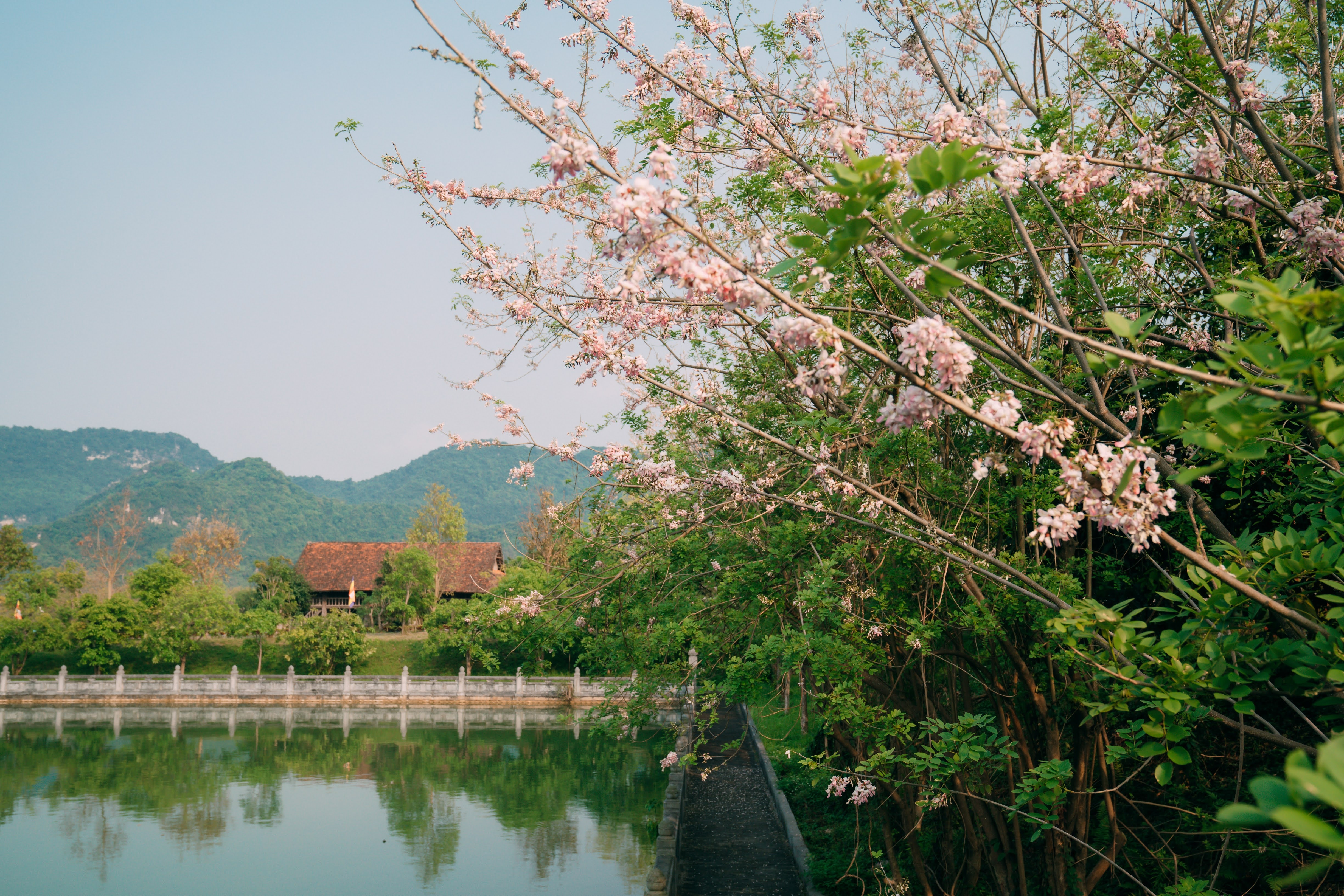 Loài hoa đất nước mặt trời mọc khoe sắc tô điểm chùa lớn nhất Việt Nam - 2 Loài hoa đất nước mặt trời mọc khoe sắc tô điểm chùa lớn nhất Việt Nam - 2