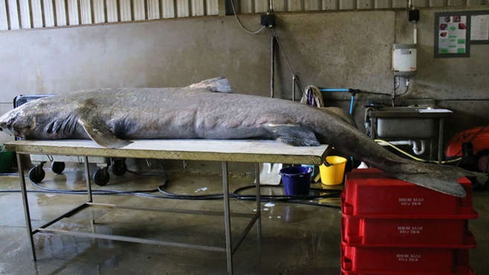 Cá mập 100 tuổi dạt vào bãi biển, khám nghiệm xác phát hiện điều bất thường - 2