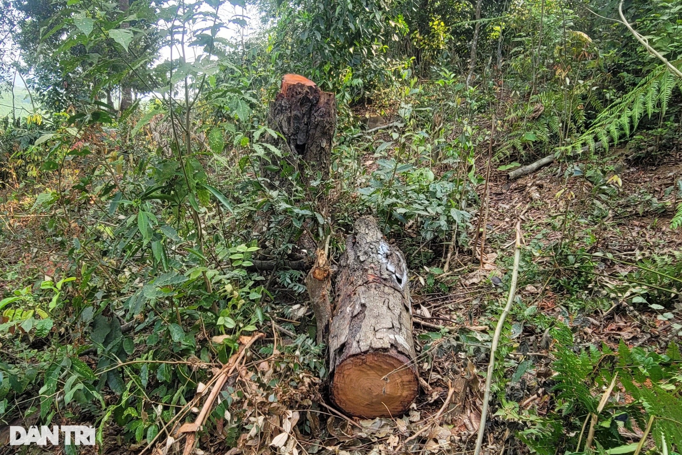 Nghệ An: Nhức nhối nạn phá rừng tại huyện nghèo - 2