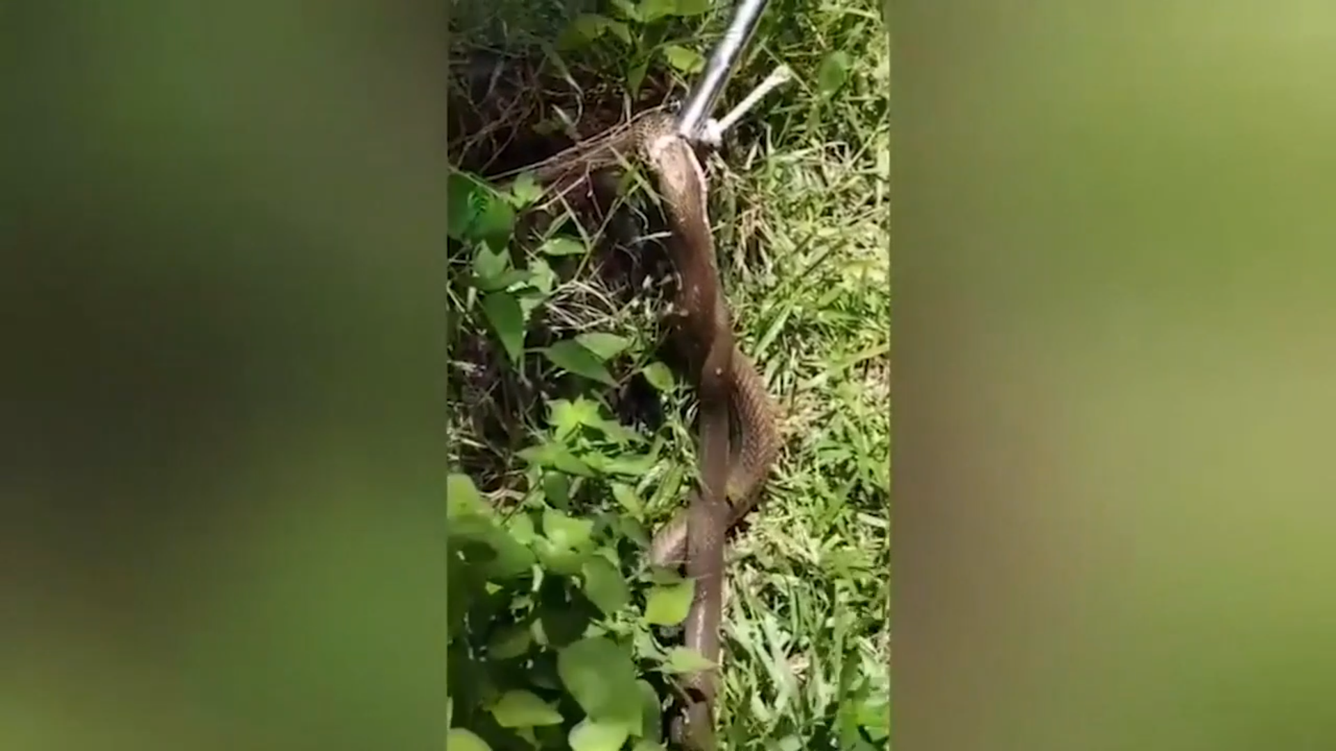 Con rắn hổ mang chúa sau khi bị bắt giữ (Ảnh cắt từ clip).