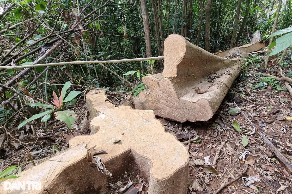 Cận cảnh khu rừng tự nhiên bị bức tử ở Quảng Trị - 6