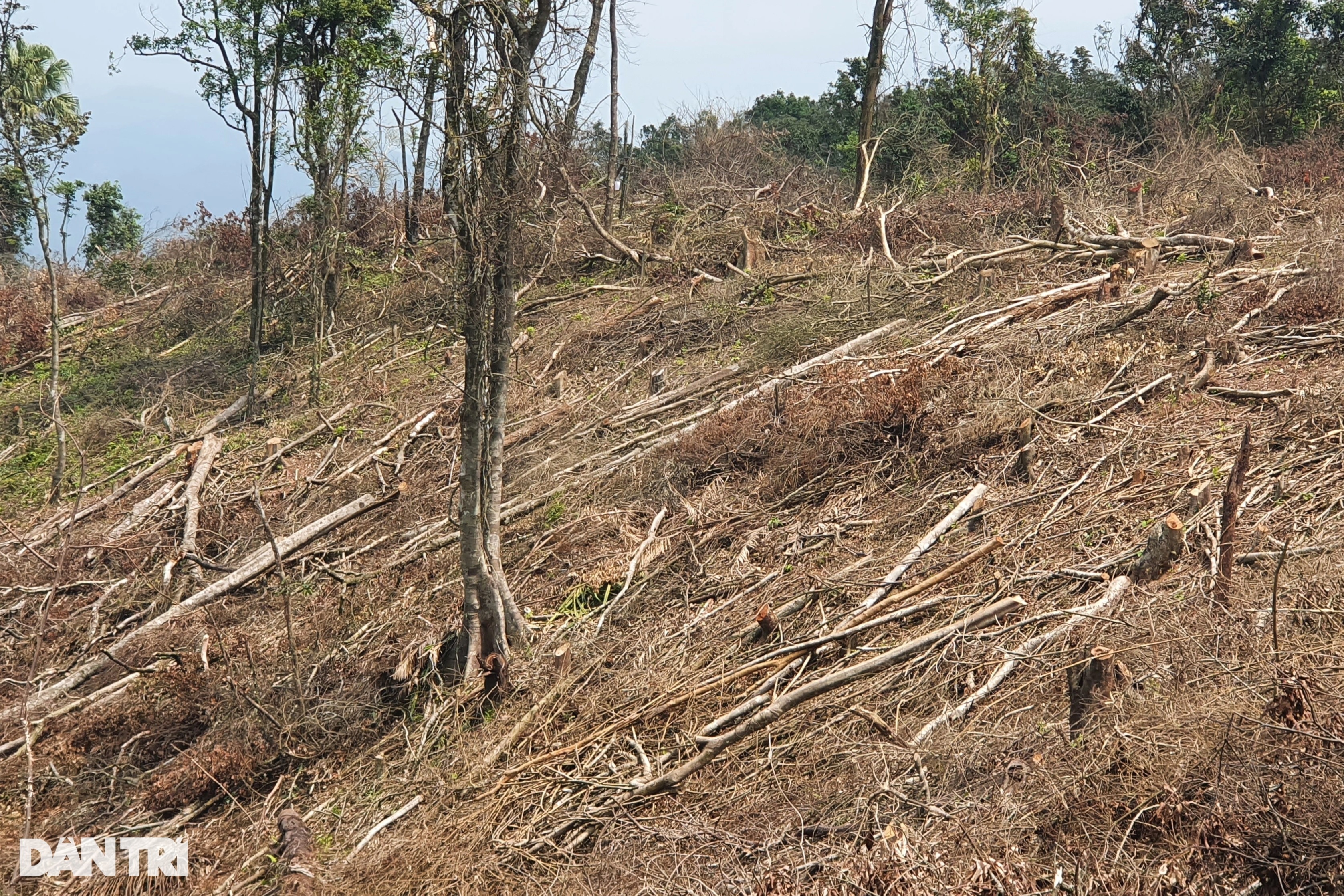 Chủ tịch Quảng Trị truy lý do chậm báo cáo vụ chặt phá rừng tự nhiên - 3
