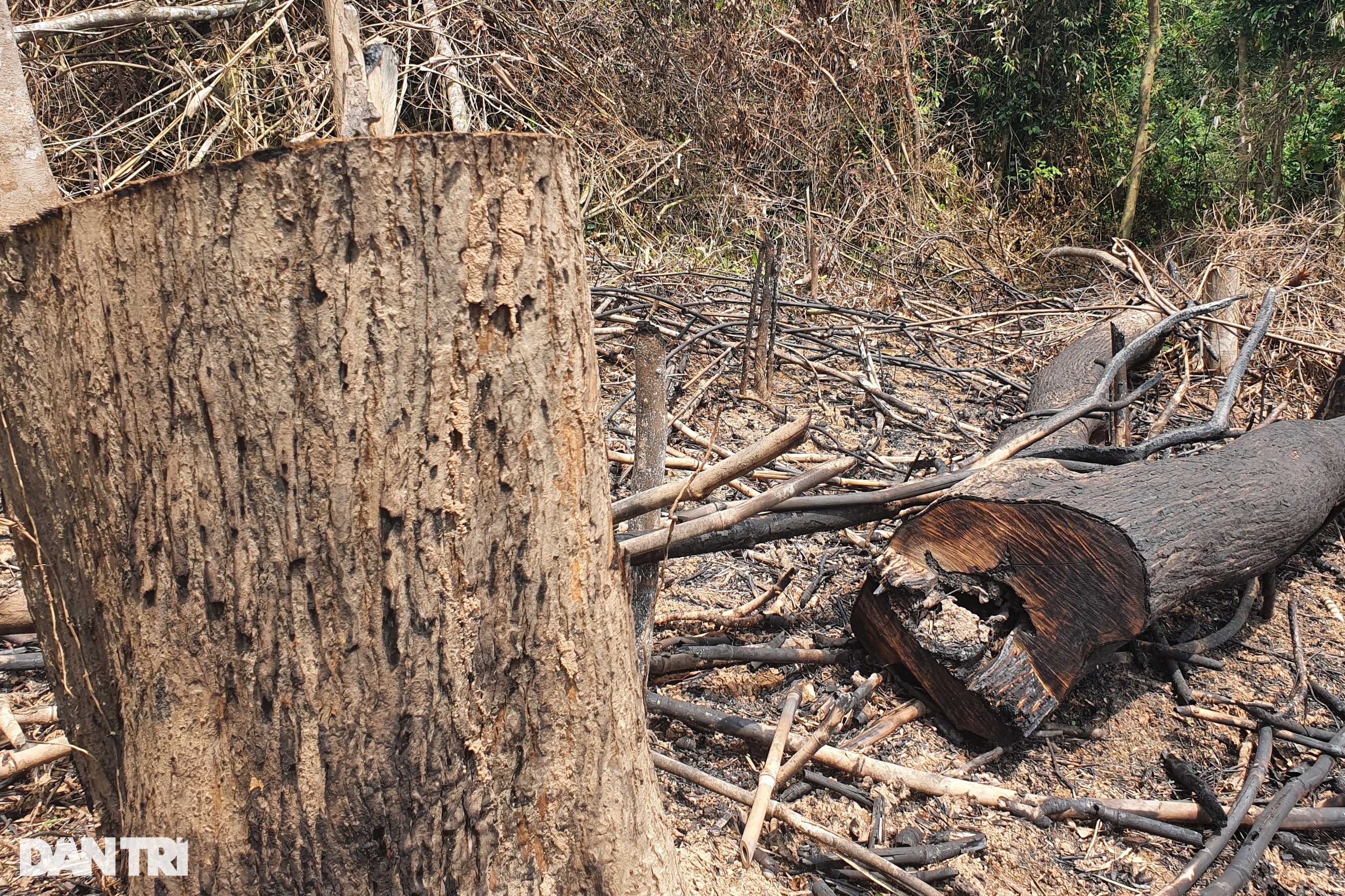 Cận cảnh khu rừng tự nhiên bị bức tử ở Quảng Trị - 11