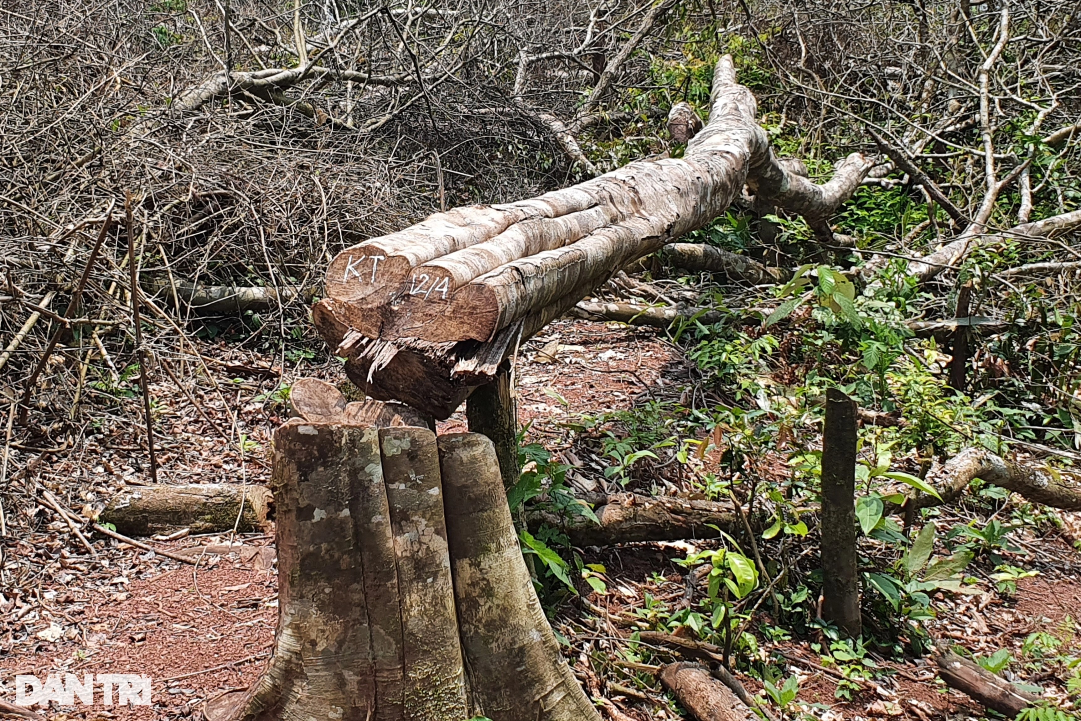 Chủ tịch Quảng Trị truy lý do chậm báo cáo vụ chặt phá rừng tự nhiên - 2