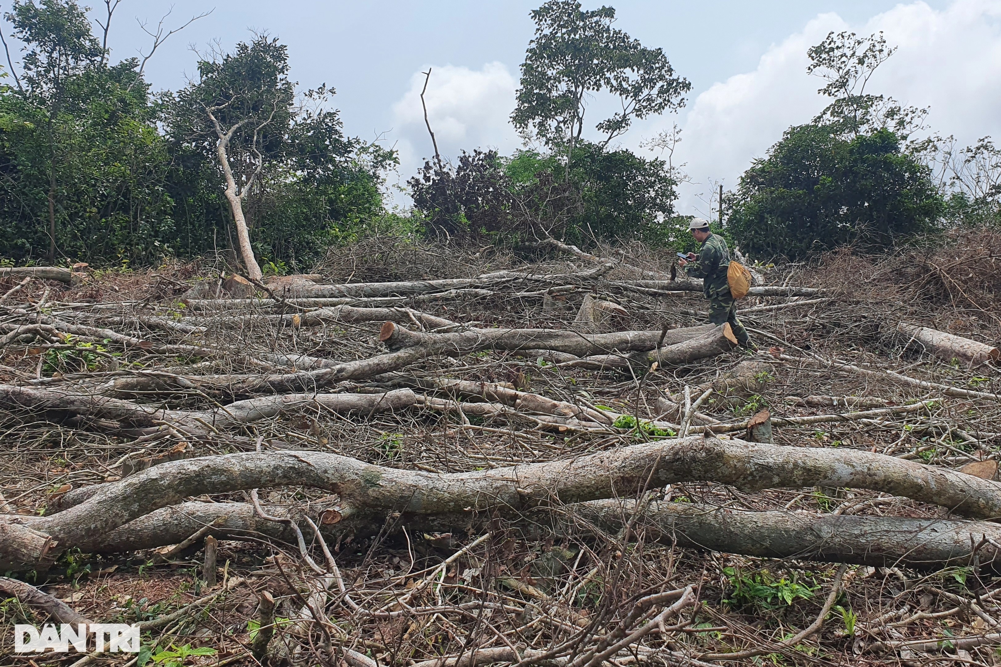 Chủ tịch Quảng Trị truy lý do chậm báo cáo vụ chặt phá rừng tự nhiên - 1