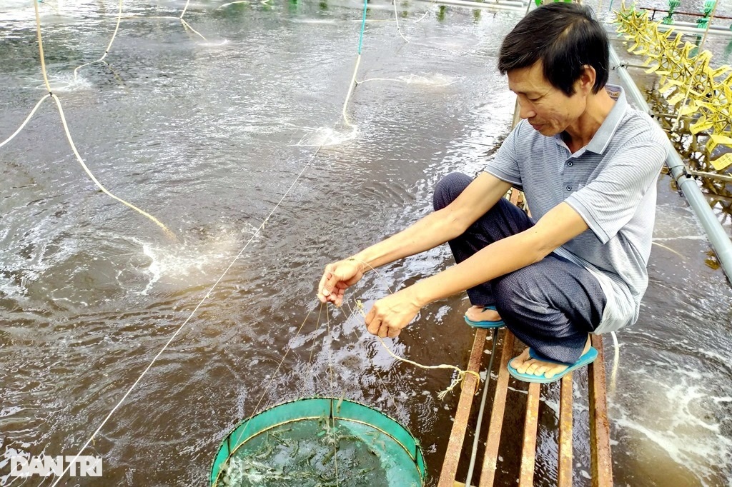 Lãi chục tỷ mỗi năm từ mô hình nuôi tôm công nghệ cao - 2