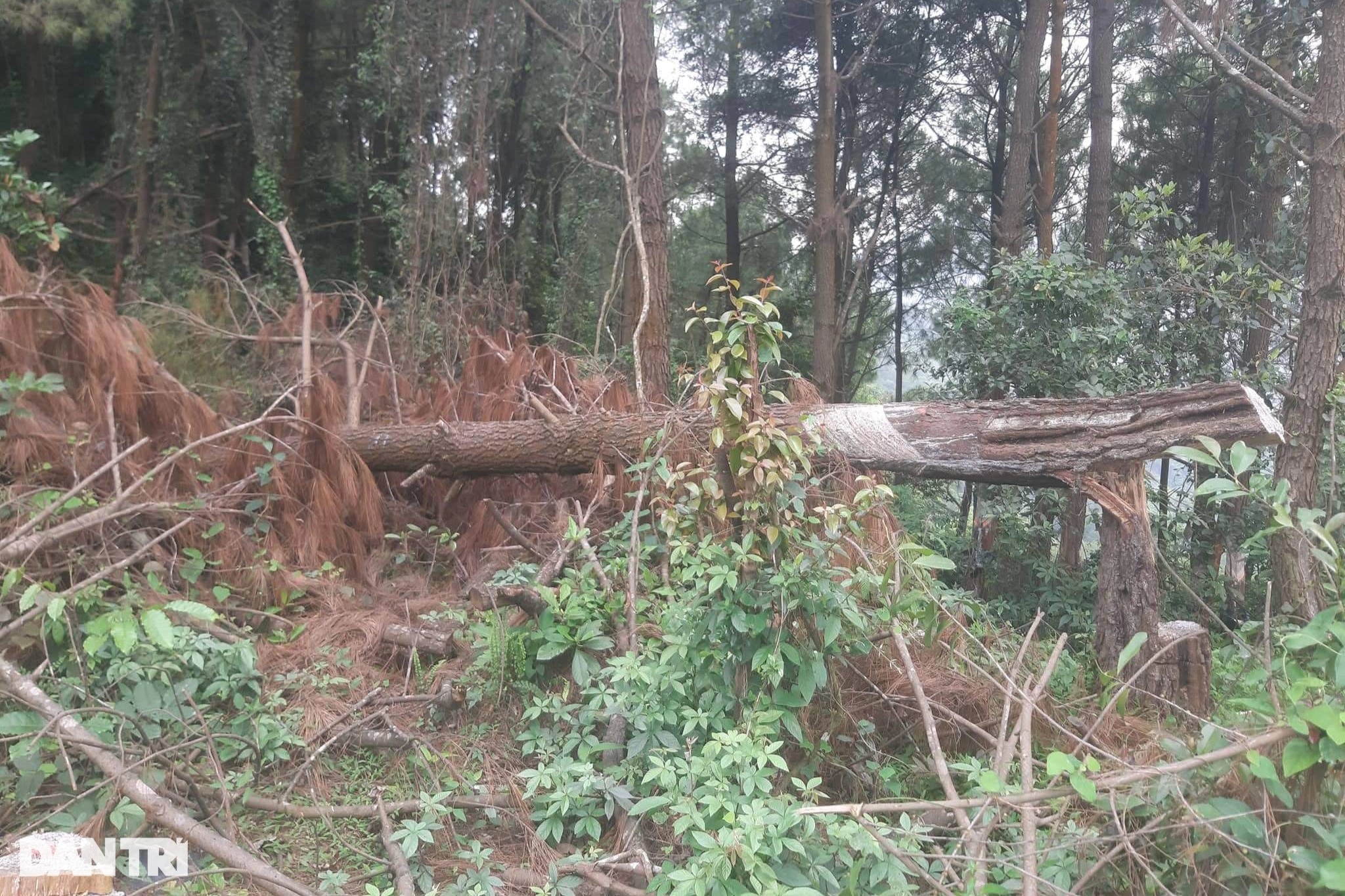 Rừng thông 30 năm tuổi bị chặt phá tan hoang - 5