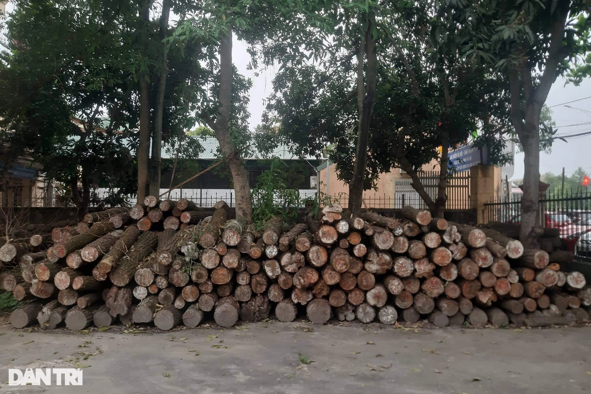Rừng thông 30 năm tuổi bị chặt phá tan hoang - 6
