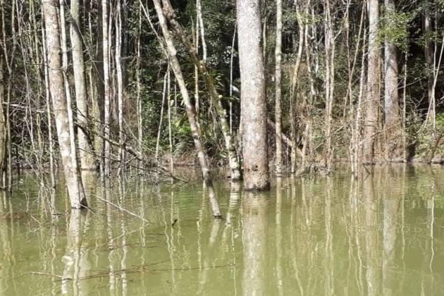 Điều tra việc thủy điện tích nước lòng hồ làm chết hơn 25 ha rừng - 1 Điều tra việc thủy điện tích nước lòng hồ làm chết hơn 25 ha rừng - 1