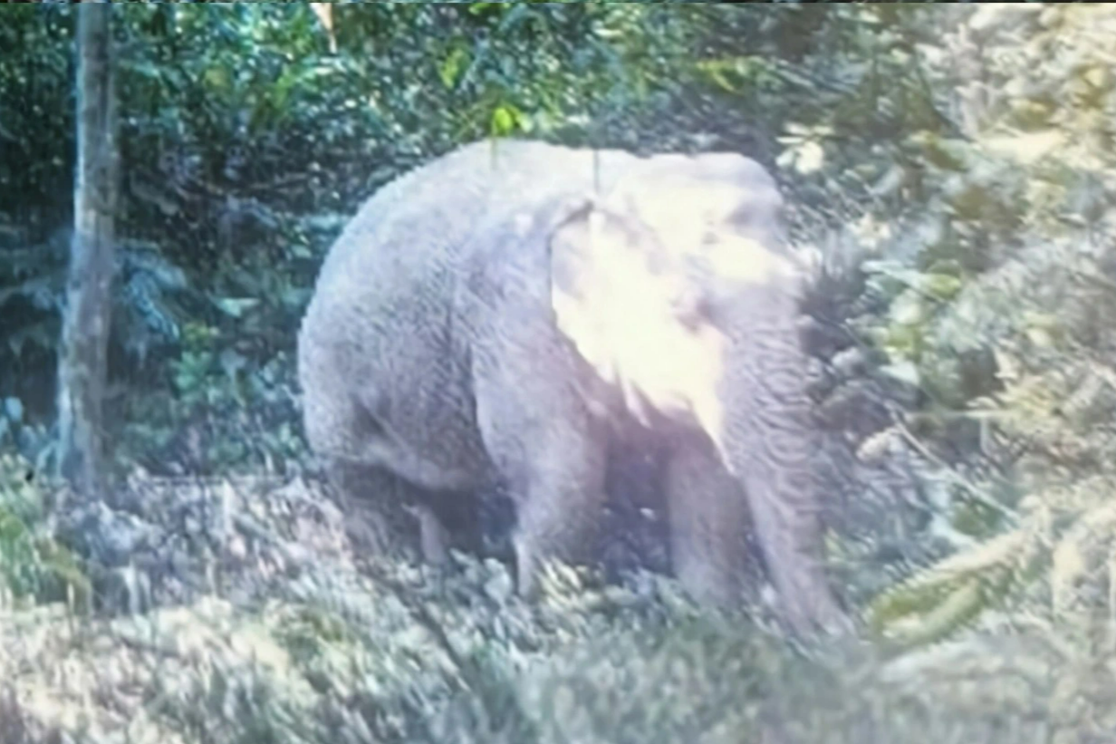 Đàn voi tại Việt Nam giảm hàng nghìn cá thể - 1