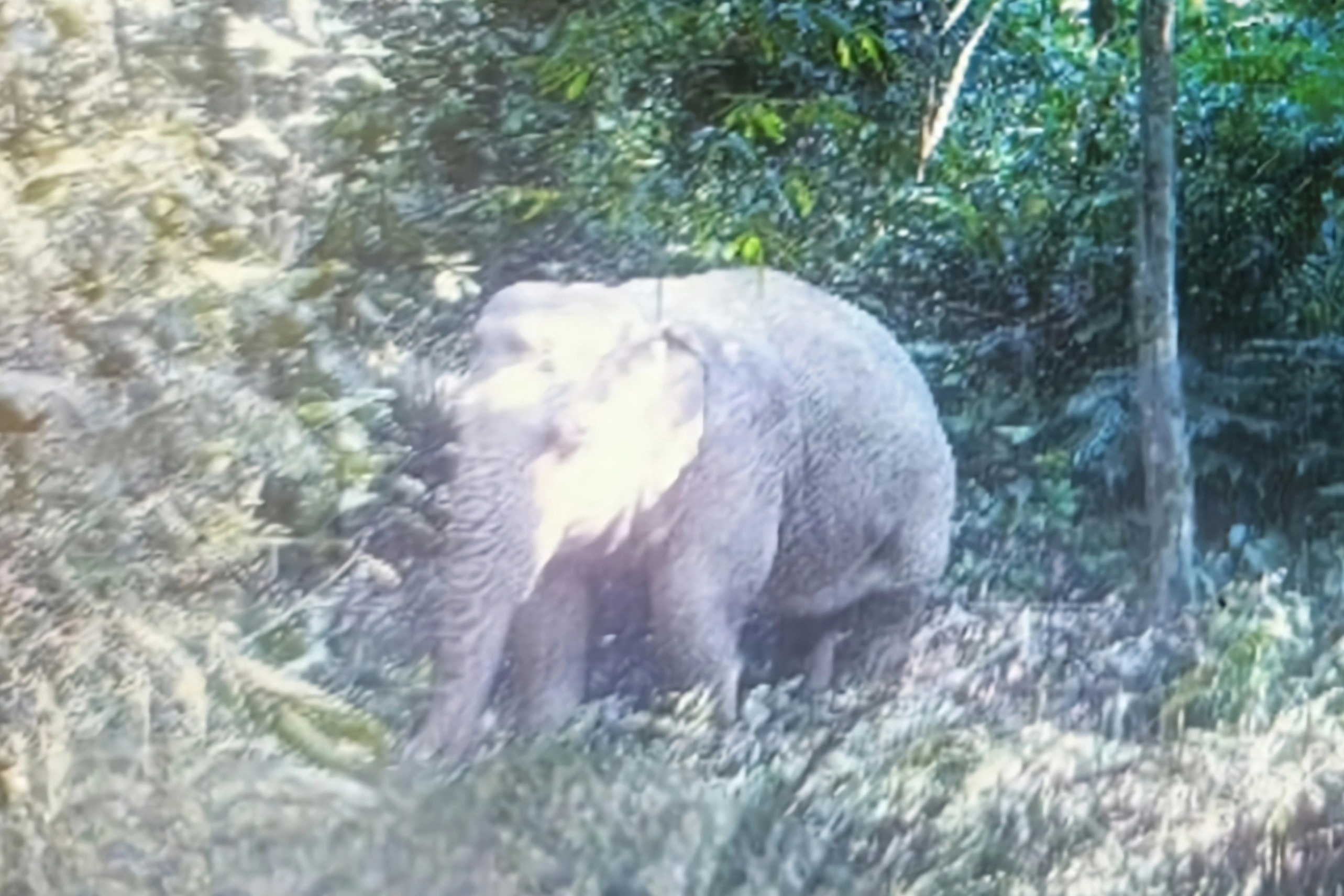 Đàn voi tại Việt Nam giảm hàng nghìn cá thể - 2