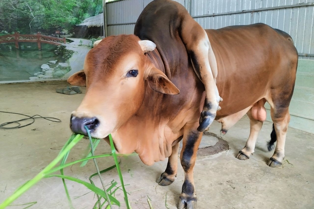 Bò sữa là vật nuôi thân thiện và đáng yêu, hãy ngắm nhìn hình ảnh chúng với nụ cười tươi trên môi.