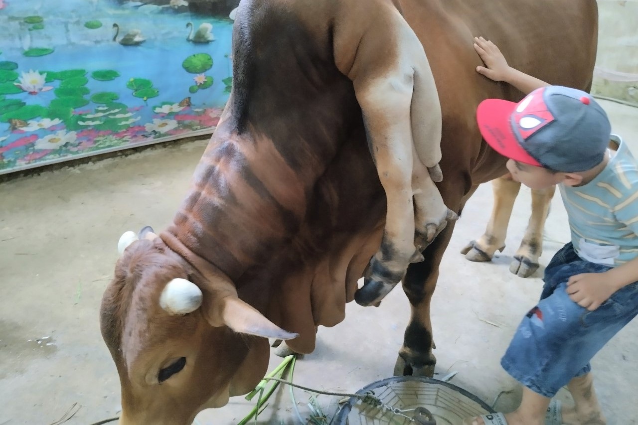 Con bò 6 chân 2 đuôi, giá 5 tỷ đồng chủ không bán - 3 Con bò 6 chân 2 đuôi, giá 5 tỷ đồng chủ không bán - 3