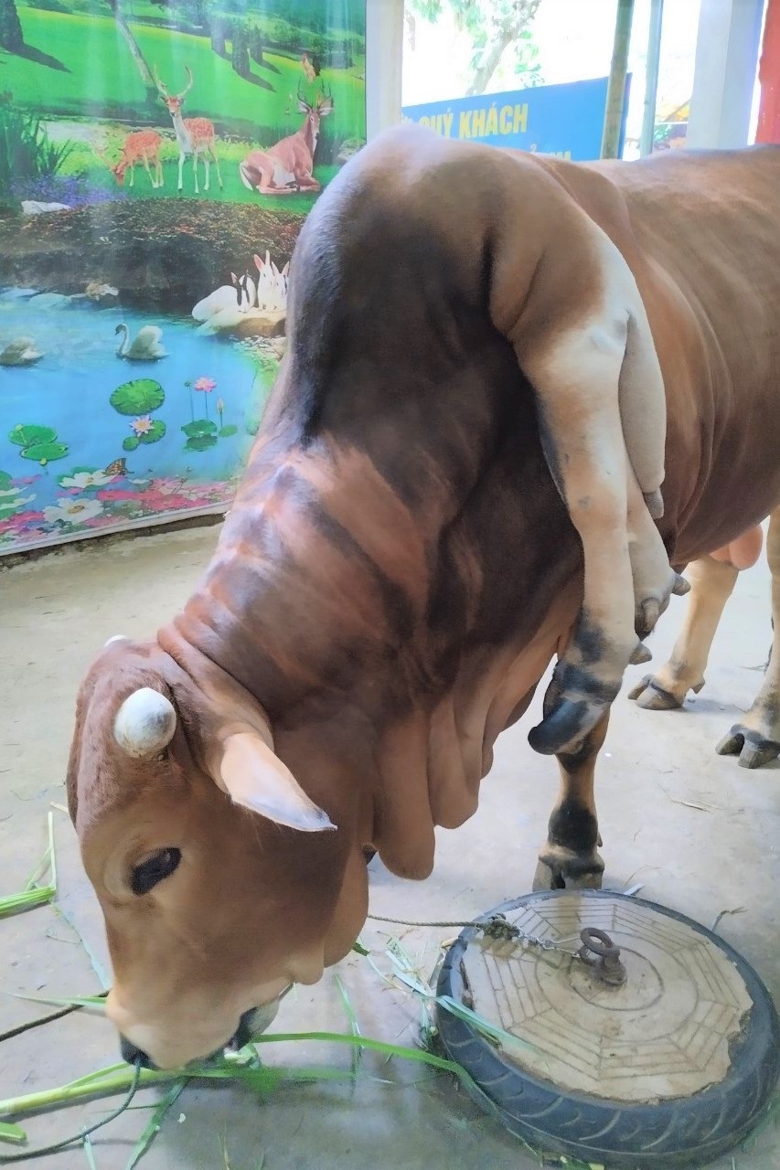 Con bò 6 chân 2 đuôi, giá 5 tỷ đồng chủ không bán - 7 Con bò 6 chân 2 đuôi, giá 5 tỷ đồng chủ không bán - 7