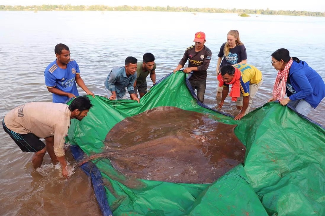 Tìm thấy thủy quái khổng lồ nặng gần 300 kg trên sông Mekong - 2