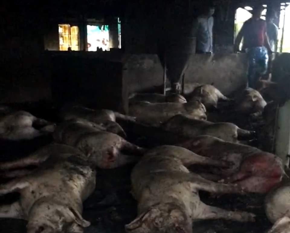 Sét đánh chết cả đàn lợn hơn 200 con sắp xuất chuồng - 1