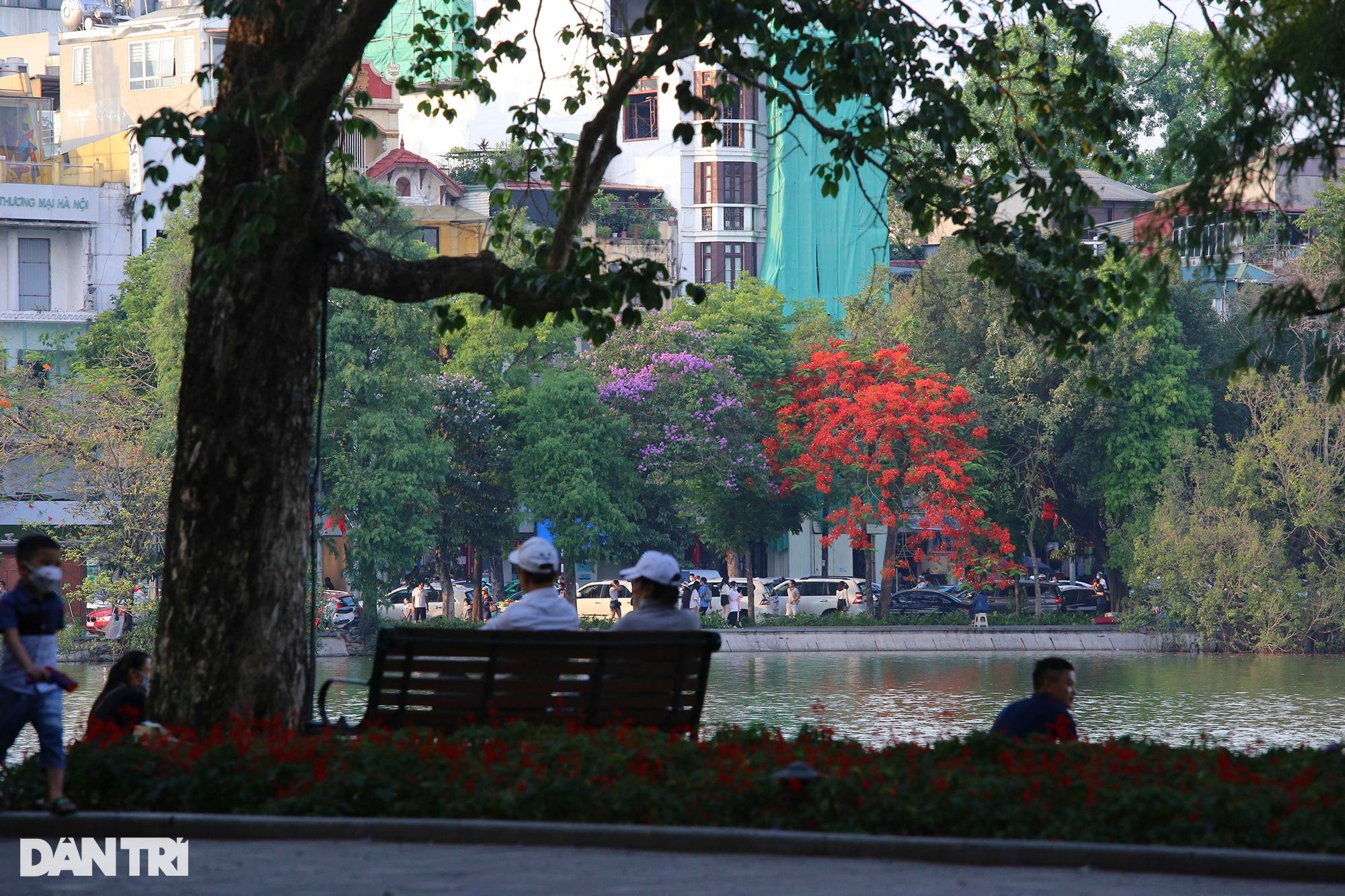 Hồ Gươm ở Hà Nội đẹp rực rỡ trong mùa hoa tháng 5 - 15