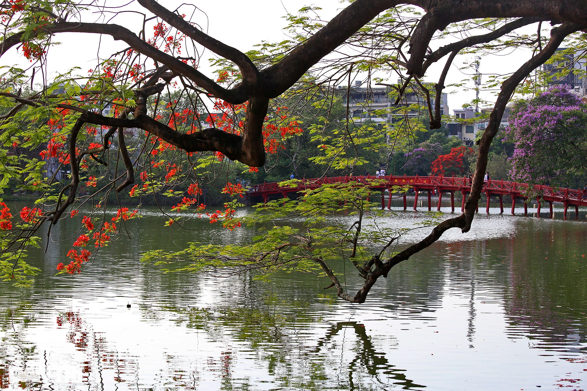 Hồ Gươm ở Hà Nội đẹp rực rỡ trong mùa hoa tháng 5 - 16