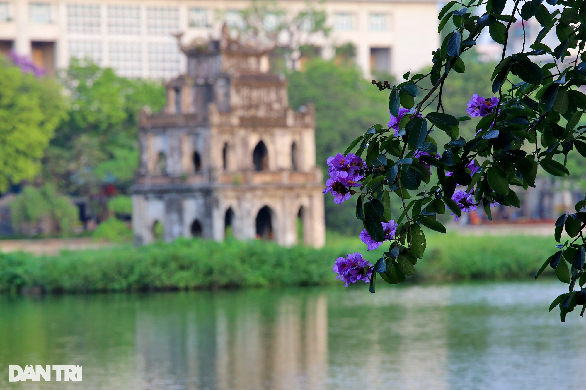 Hồ Gươm ở Hà Nội đẹp rực rỡ trong mùa hoa tháng 5 - 2