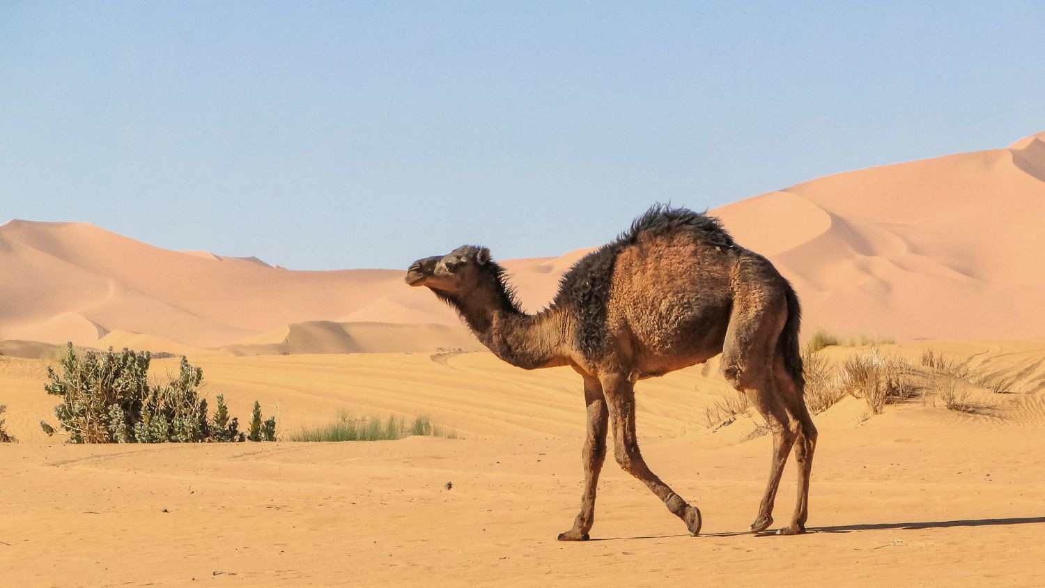 Lạc đà làm thế nào để sống sót trên sa mạc cằn cỗi? - 2