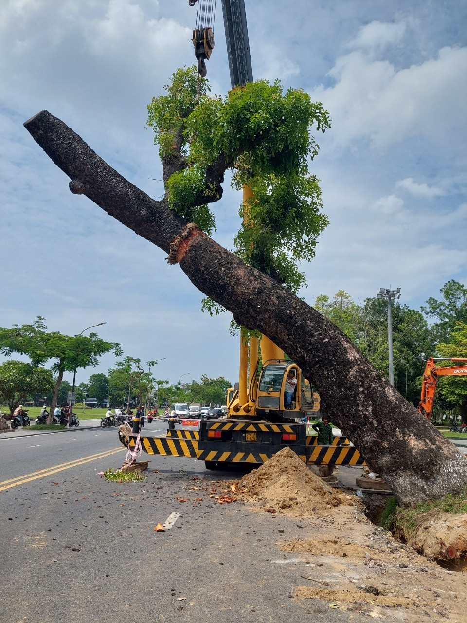 Di dời cây xà cừ hơn 100 năm tuổi tại TP Huế - 2