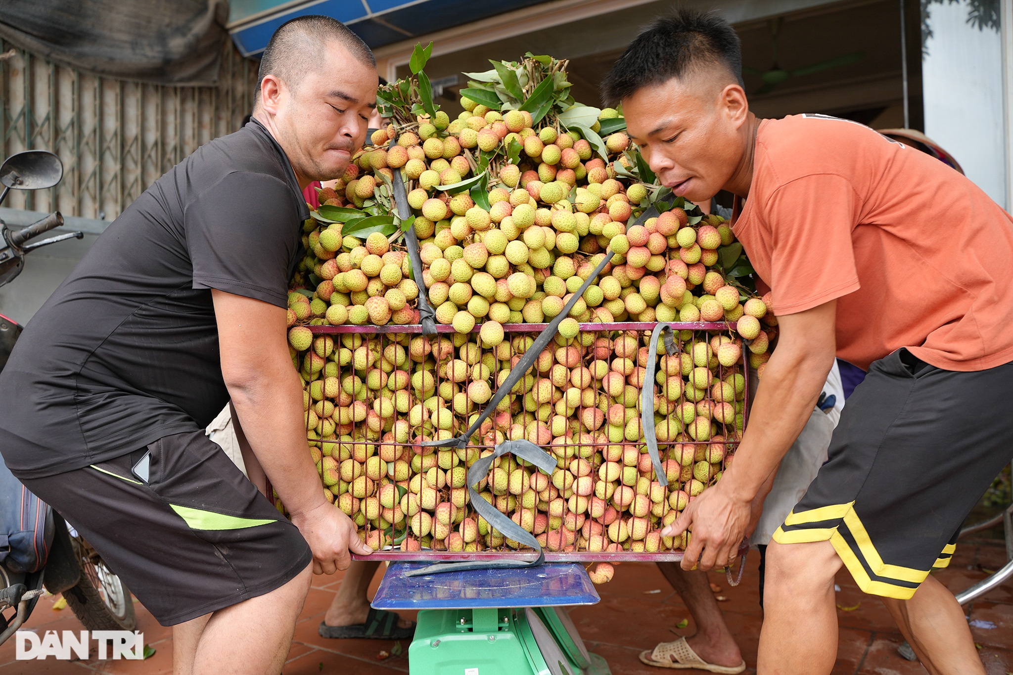 Thủ phủ vải sớm Tân Yên được mùa, người dân phấn khởi thu hoạch - 8