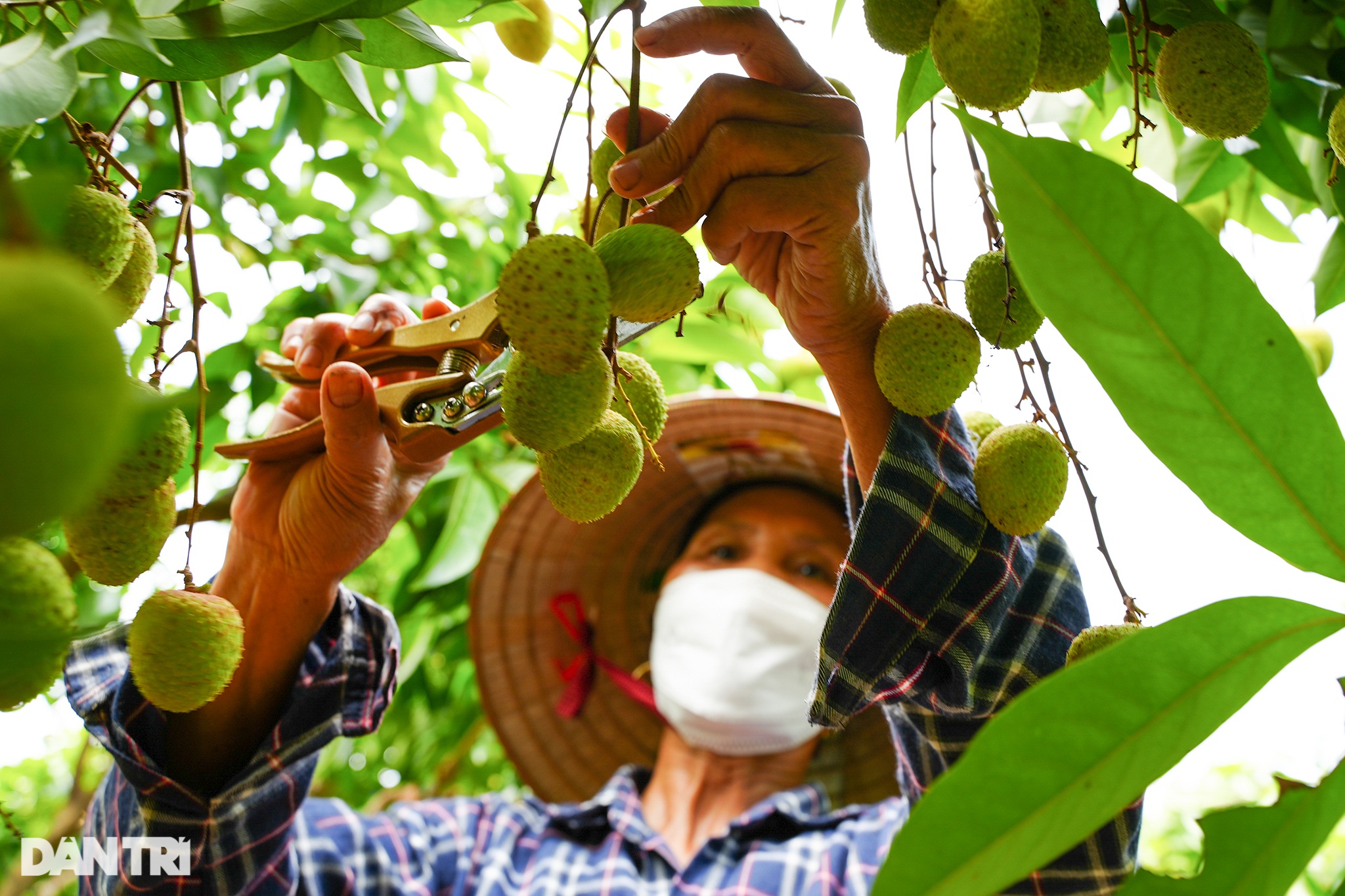 Thủ phủ vải sớm Tân Yên được mùa, người dân phấn khởi thu hoạch - 6