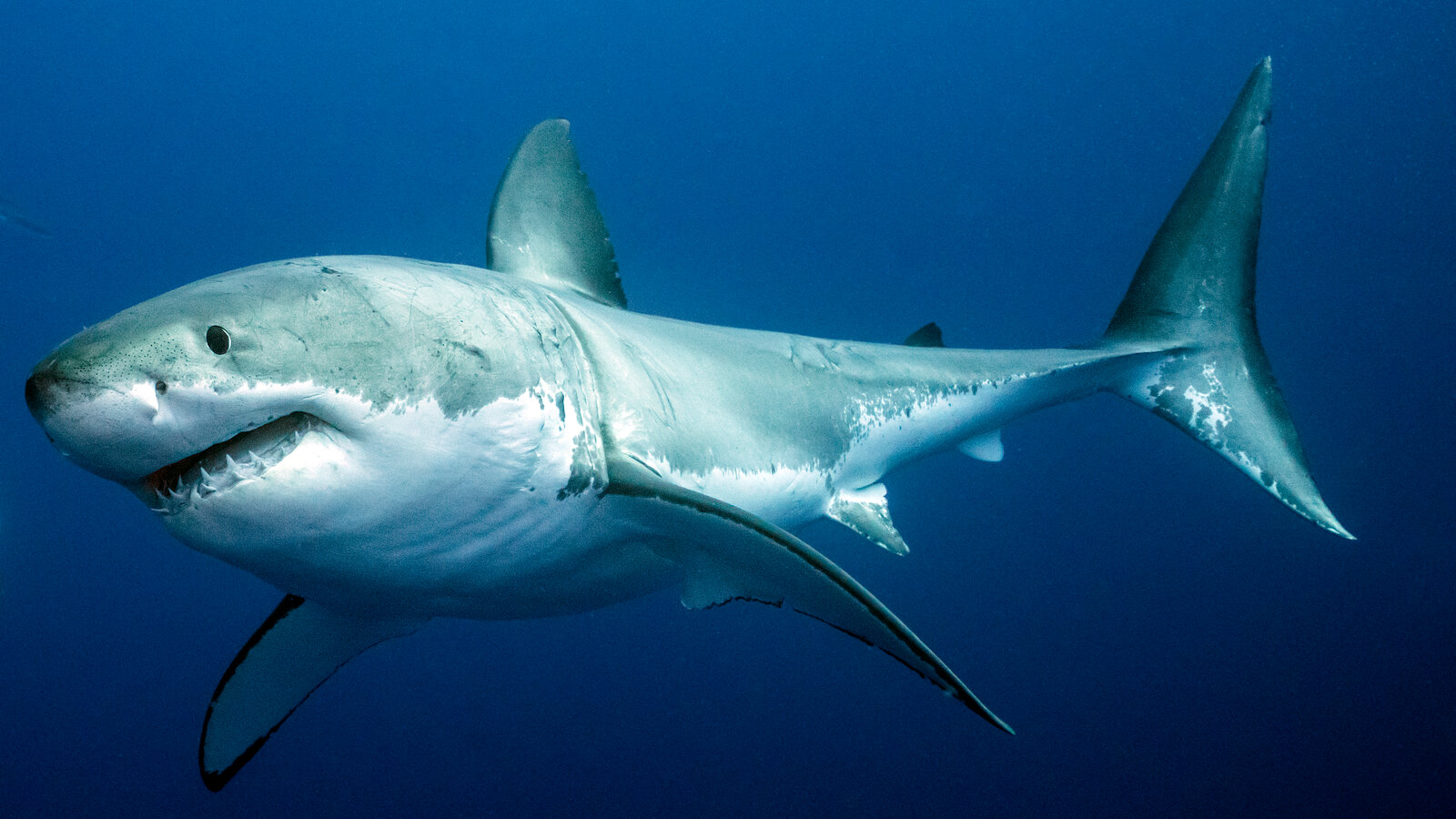Vì sao cá mập thích sinh sống ở nơi có núi lửa dưới lòng đại dương? - 1