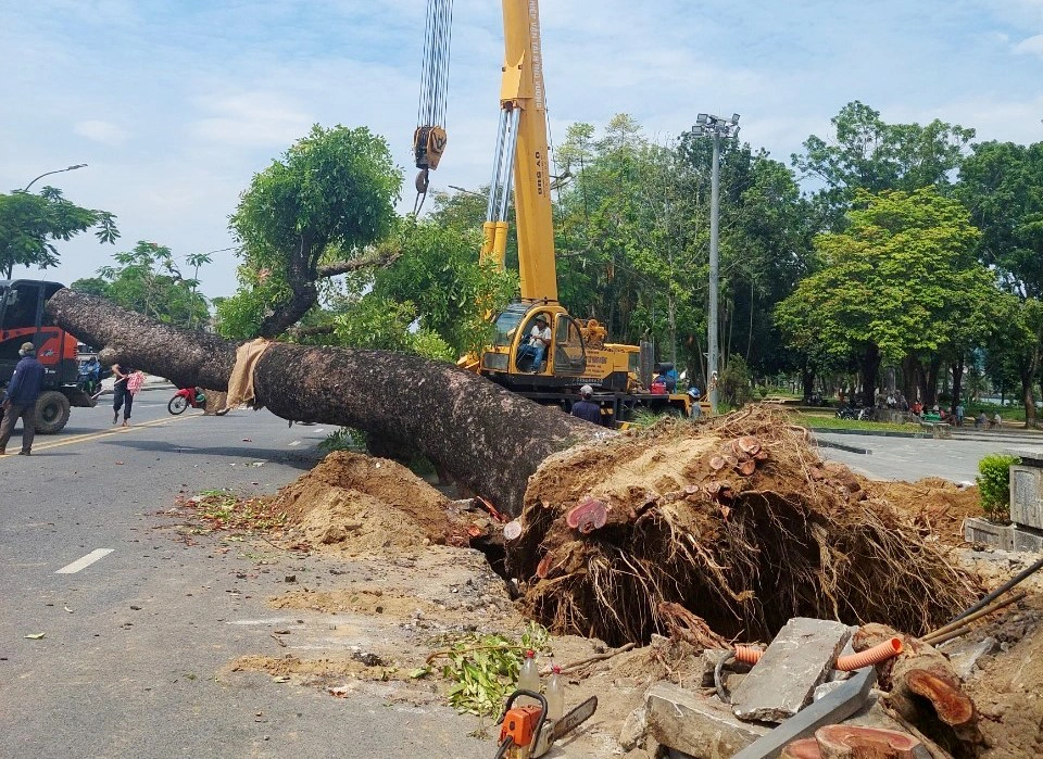 Di dời cây xà cừ hơn 100 năm tuổi tại TP Huế - 1