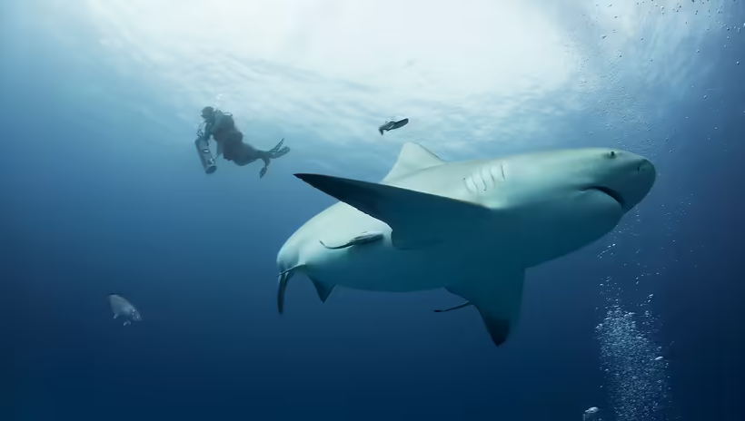 5 loài cá mập nguy hiểm nhất hành tinh - 3