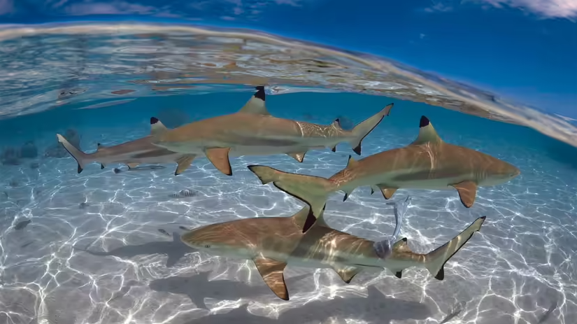 5 loài cá mập nguy hiểm nhất hành tinh - 4