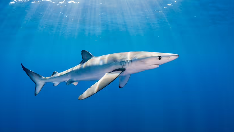5 loài cá mập nguy hiểm nhất hành tinh - 5