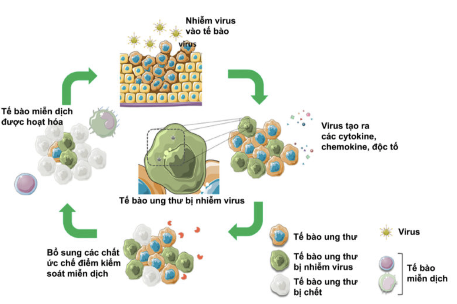 Bắt đầu tiêm virus diệt ung thư trên người: Hy vọng mới hay hão huyền? - 1