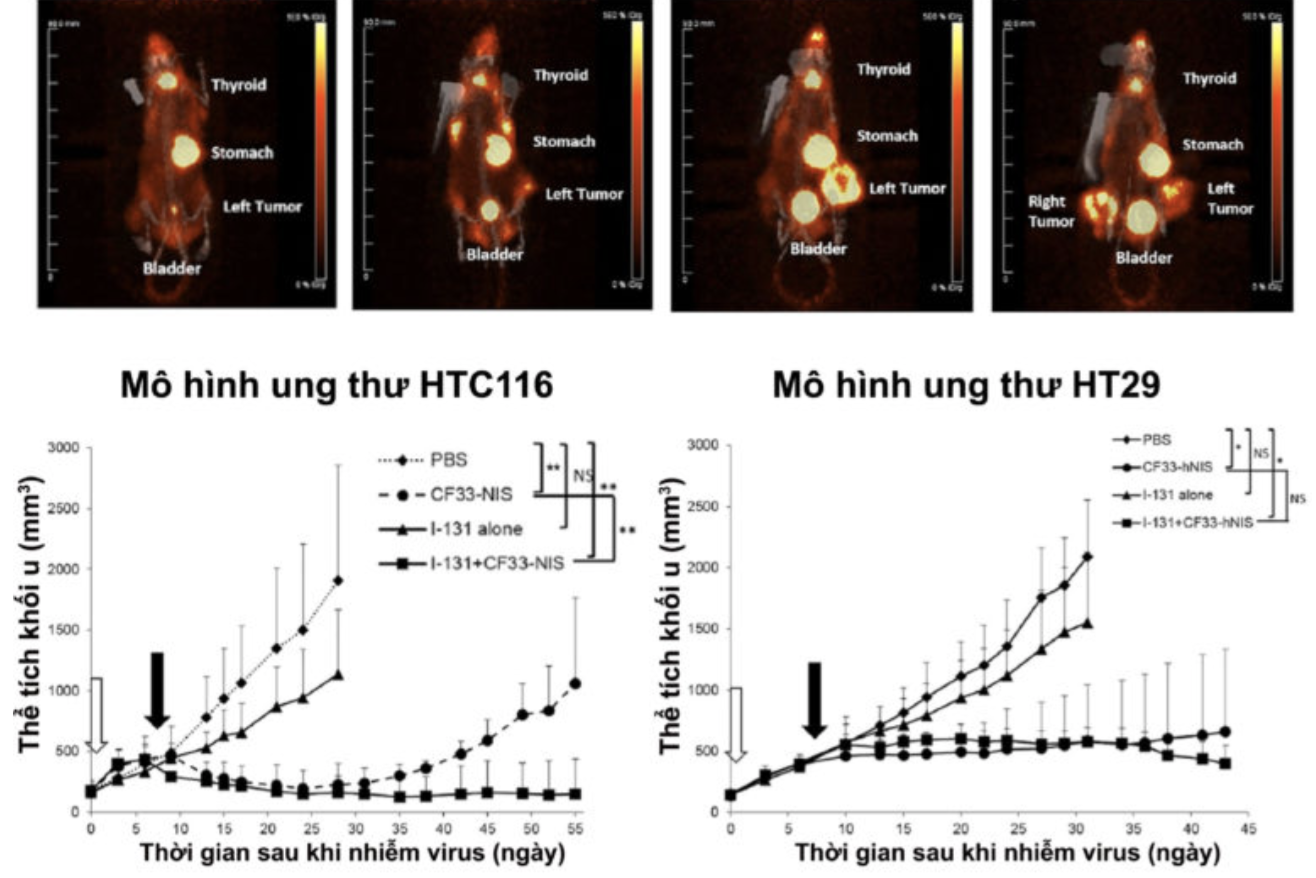 Bắt đầu tiêm virus diệt ung thư trên người: Hy vọng mới hay hão huyền? - 2