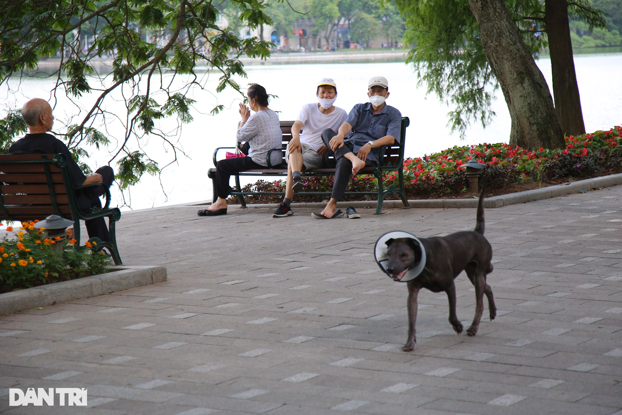 Tràn ngập chó trên phố đi bộ hồ Gươm bất chấp TP Hà Nội đã quy định cấm - 3