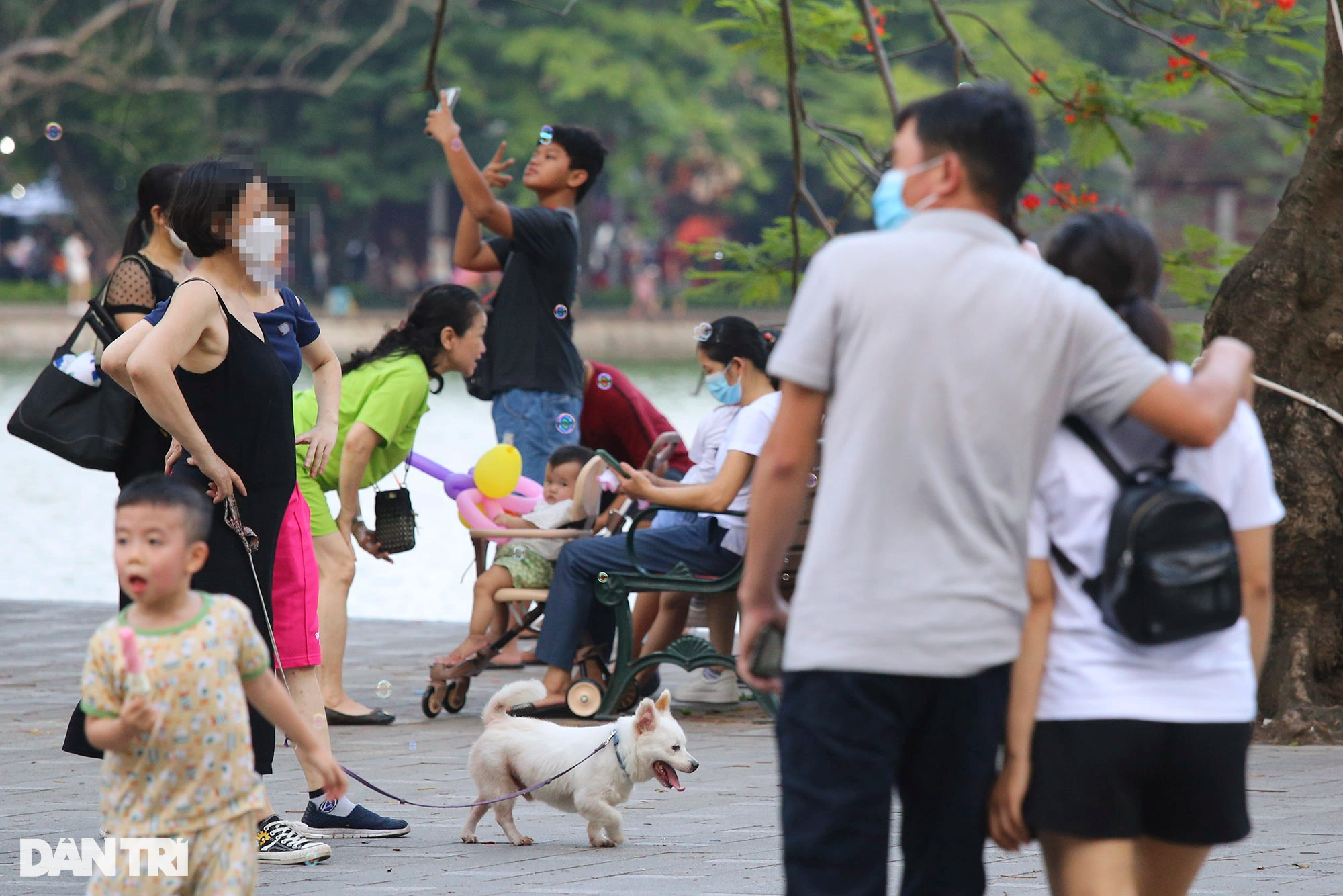 Tràn ngập chó trên phố đi bộ hồ Gươm bất chấp TP Hà Nội đã quy định cấm - 4
