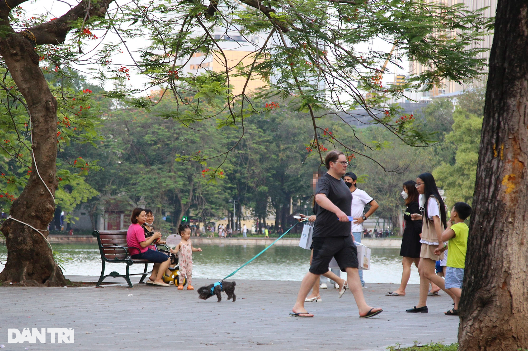 Tràn ngập chó trên phố đi bộ hồ Gươm bất chấp TP Hà Nội đã quy định cấm - 6