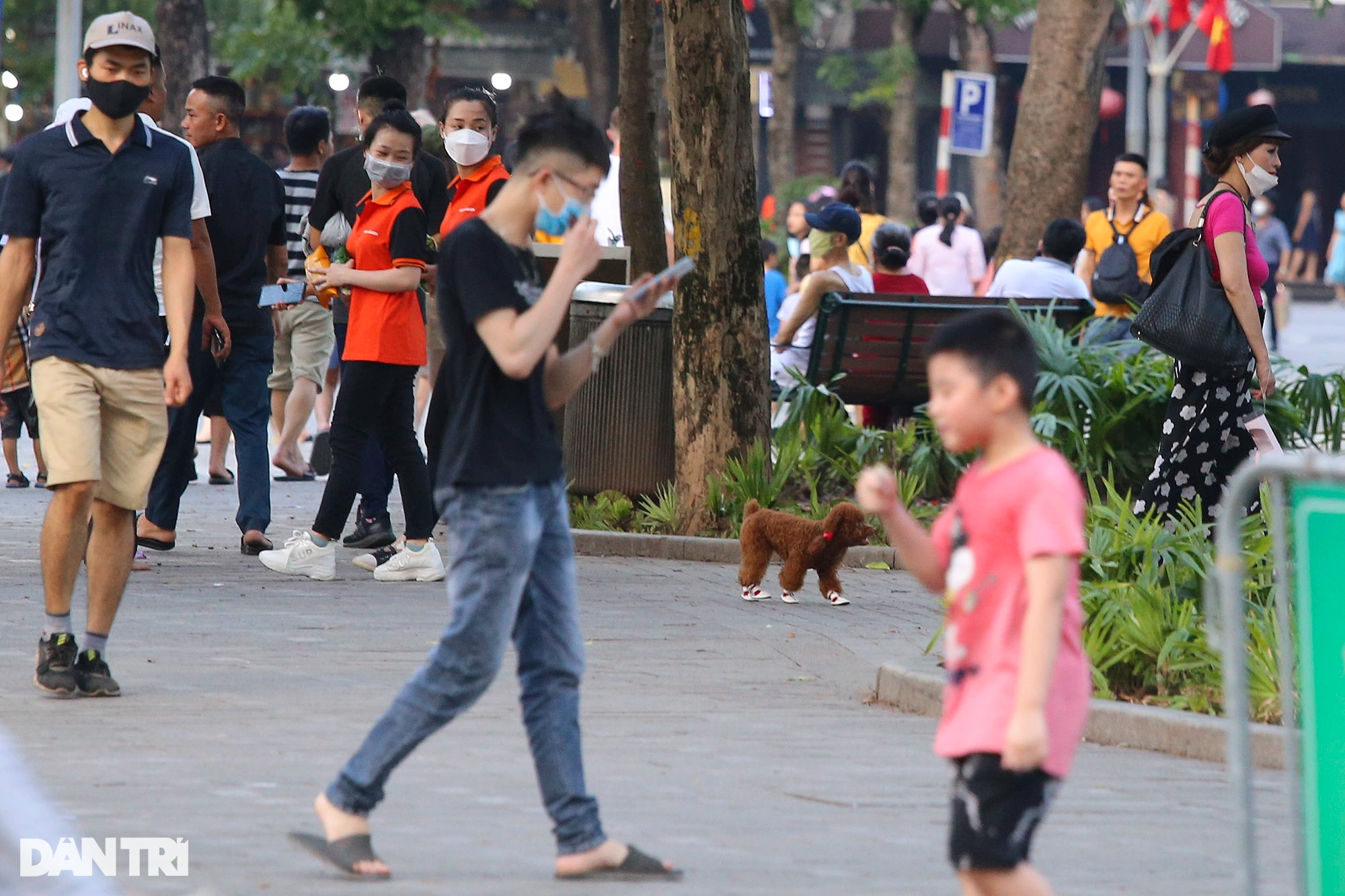 Tràn ngập chó trên phố đi bộ hồ Gươm bất chấp TP Hà Nội đã quy định cấm - 9