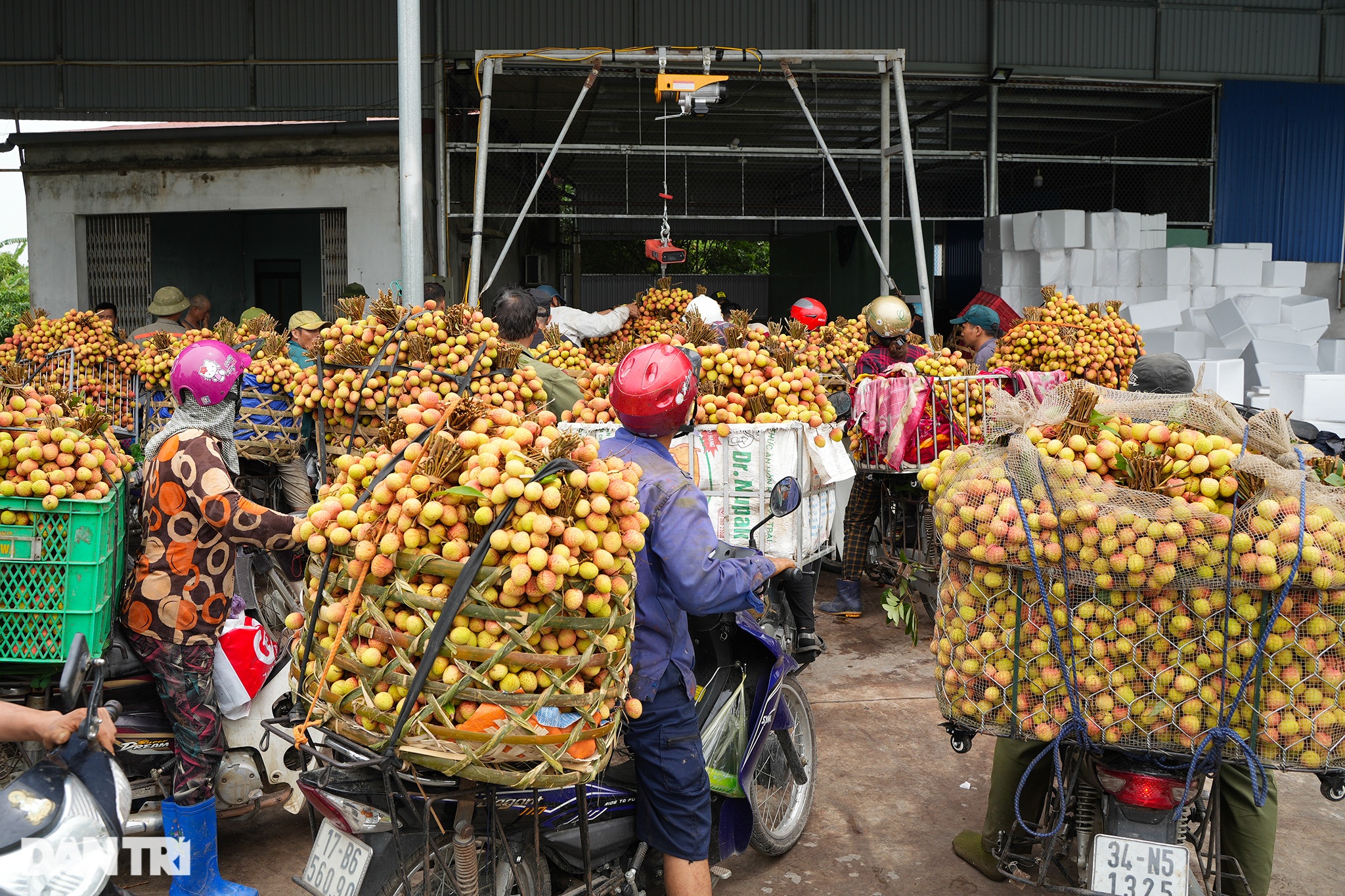 Nông dân Thanh Hà tấp nập chở vải đi bán, xếp hàng dài lấy số vào cân hàng - 5