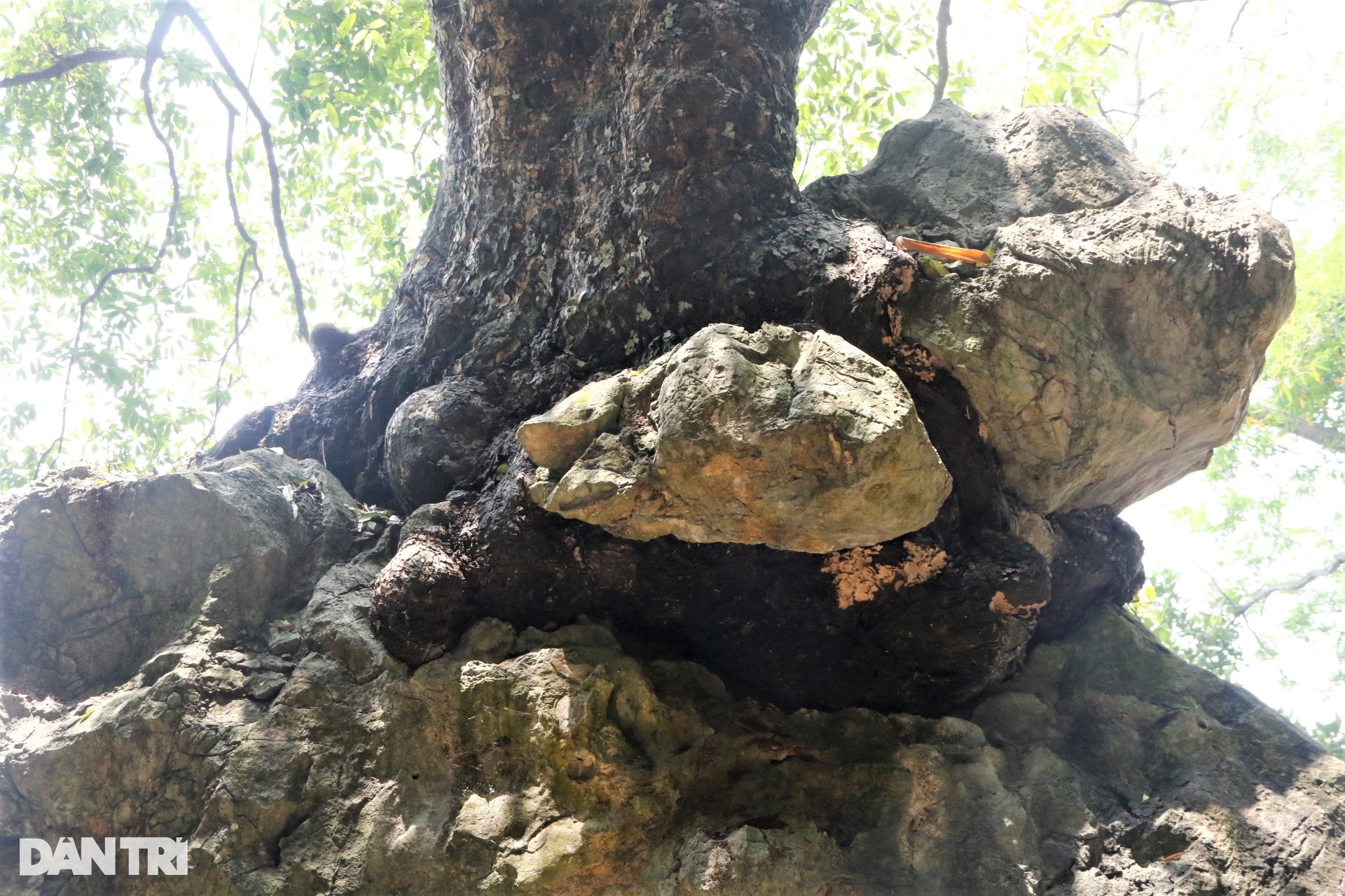 Chiêm ngưỡng cây thị nghìn tuổi ngự trên phiến đá trăm triệu năm - 3