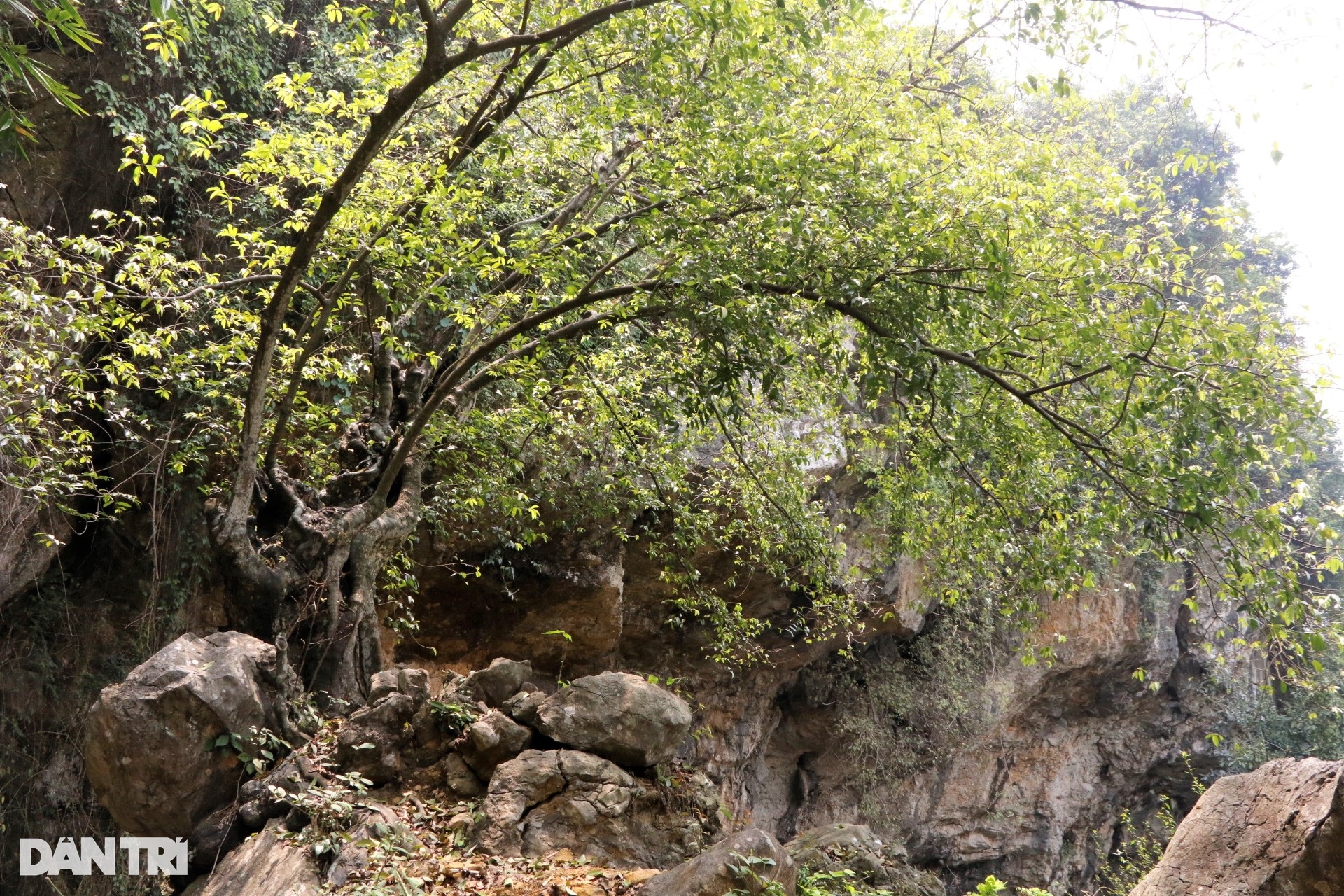 Chiêm ngưỡng cây thị nghìn tuổi ngự trên phiến đá trăm triệu năm - 5