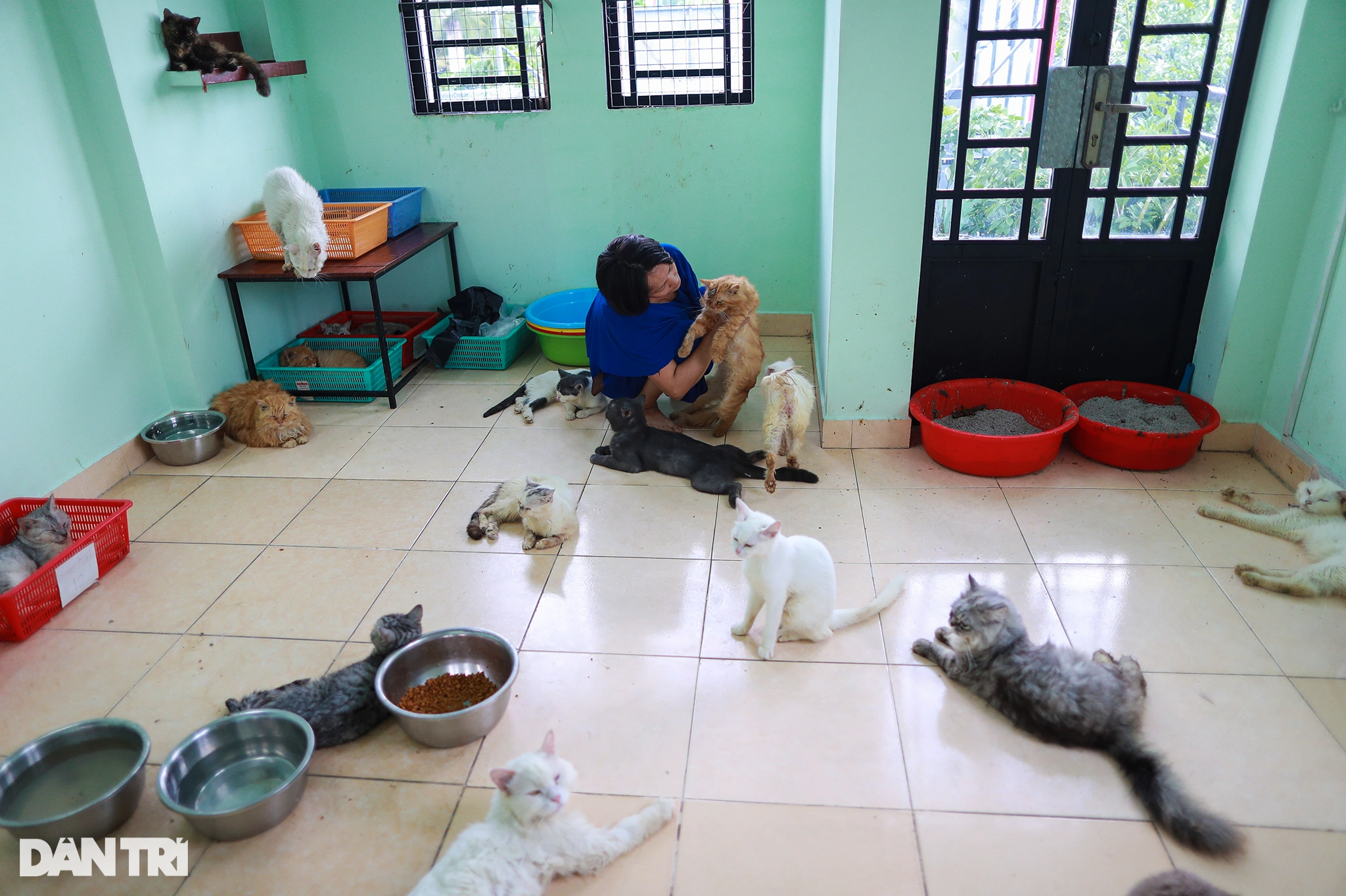 Người mẹ gàn dở nuôi hơn 500 chú chó, mèo được cứu mạng từ lò mổ - 2