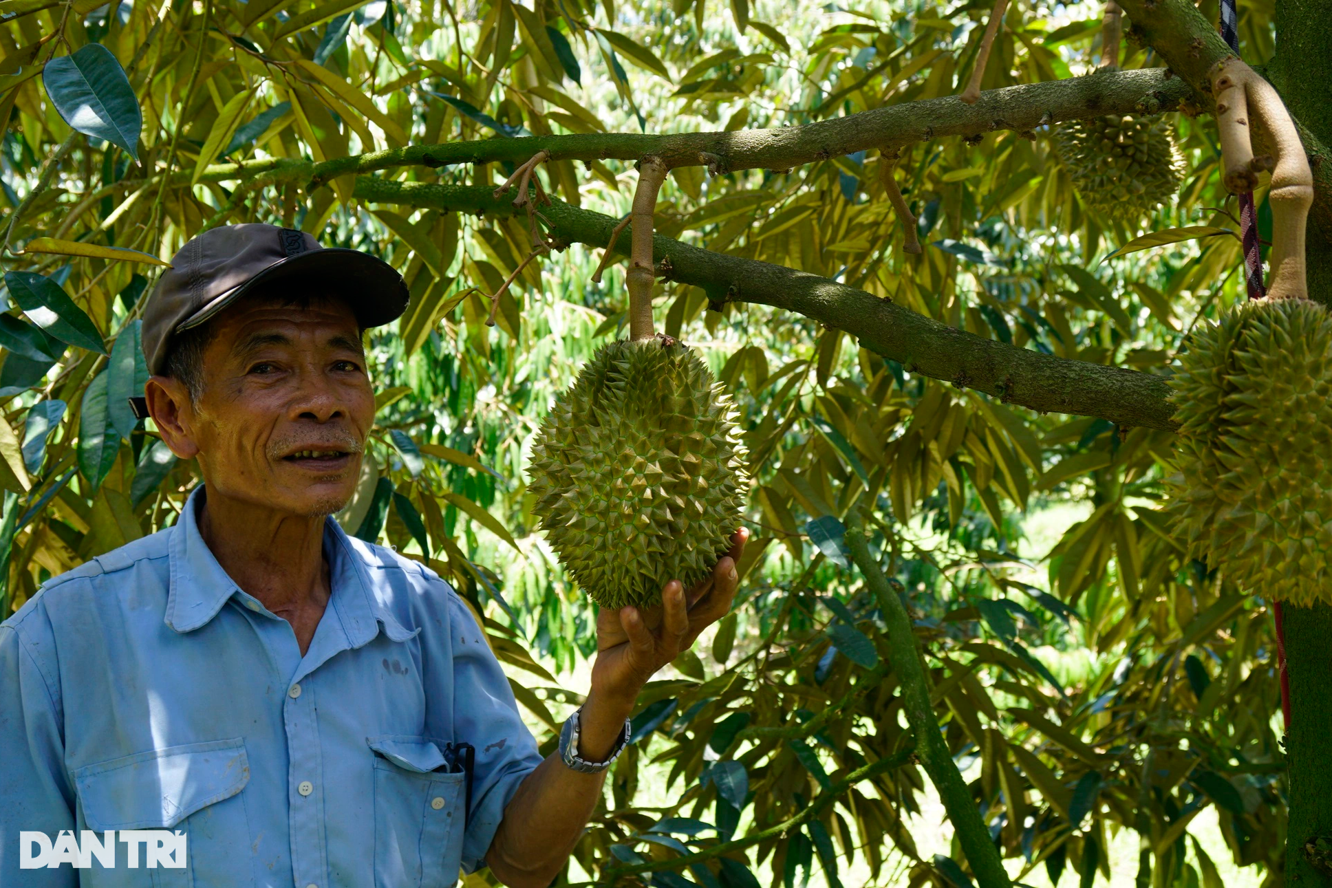 View - Trồng hồ tiêu "nương tựa", lão nông thu tiền tỷ mỗi năm | Báo Dân trí