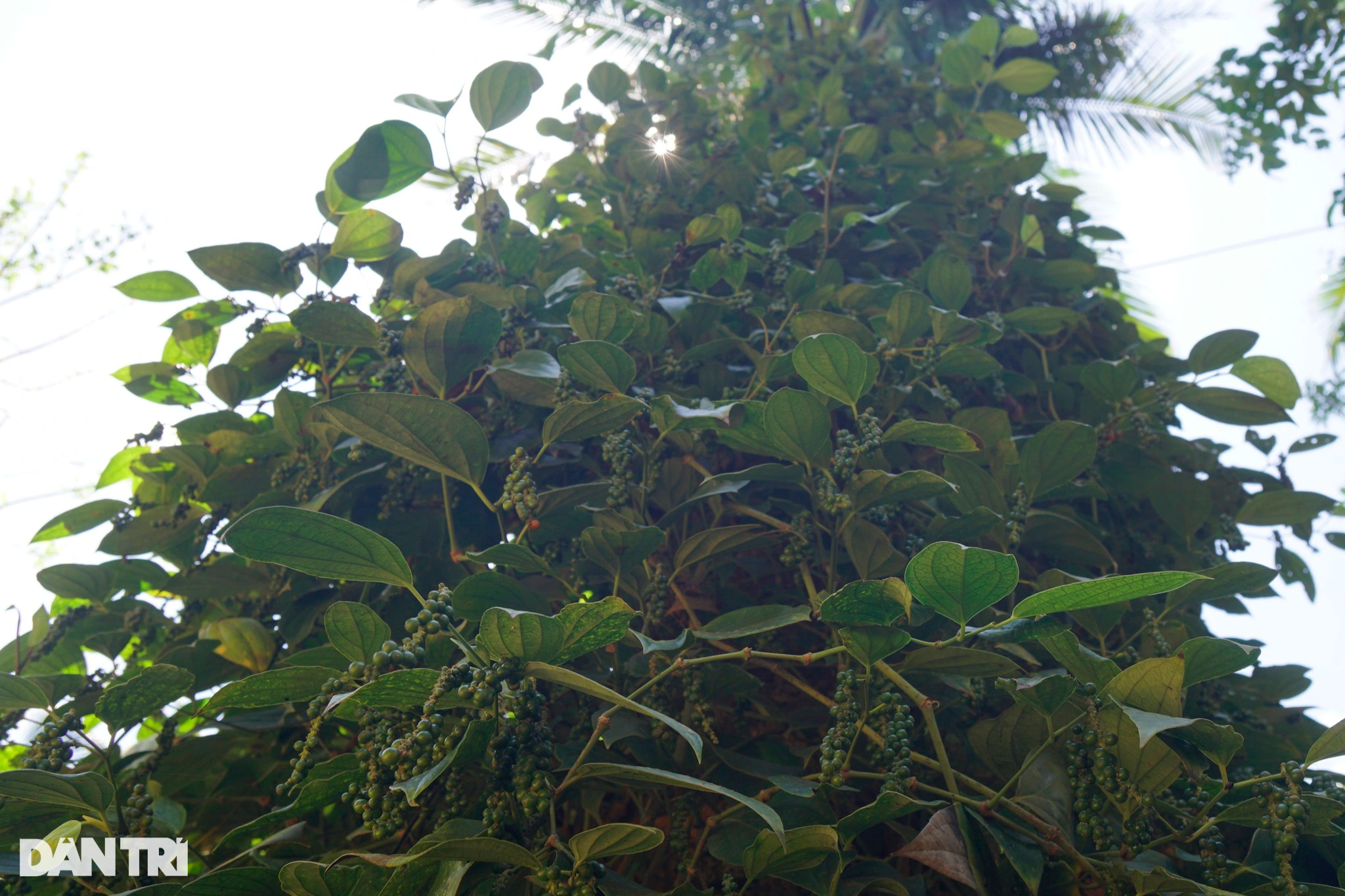 View - Trồng hồ tiêu "nương tựa", lão nông thu tiền tỷ mỗi năm | Báo Dân trí