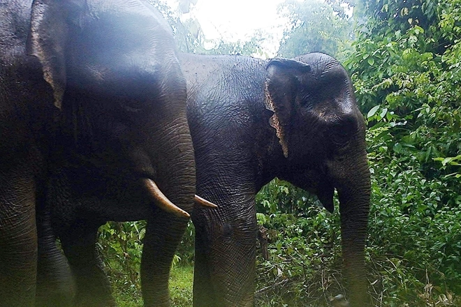 Gần 40 năm bị voi rừng quấy phá, lão nông Quảng Nam vẫn quyết bảo vệ voi - 1