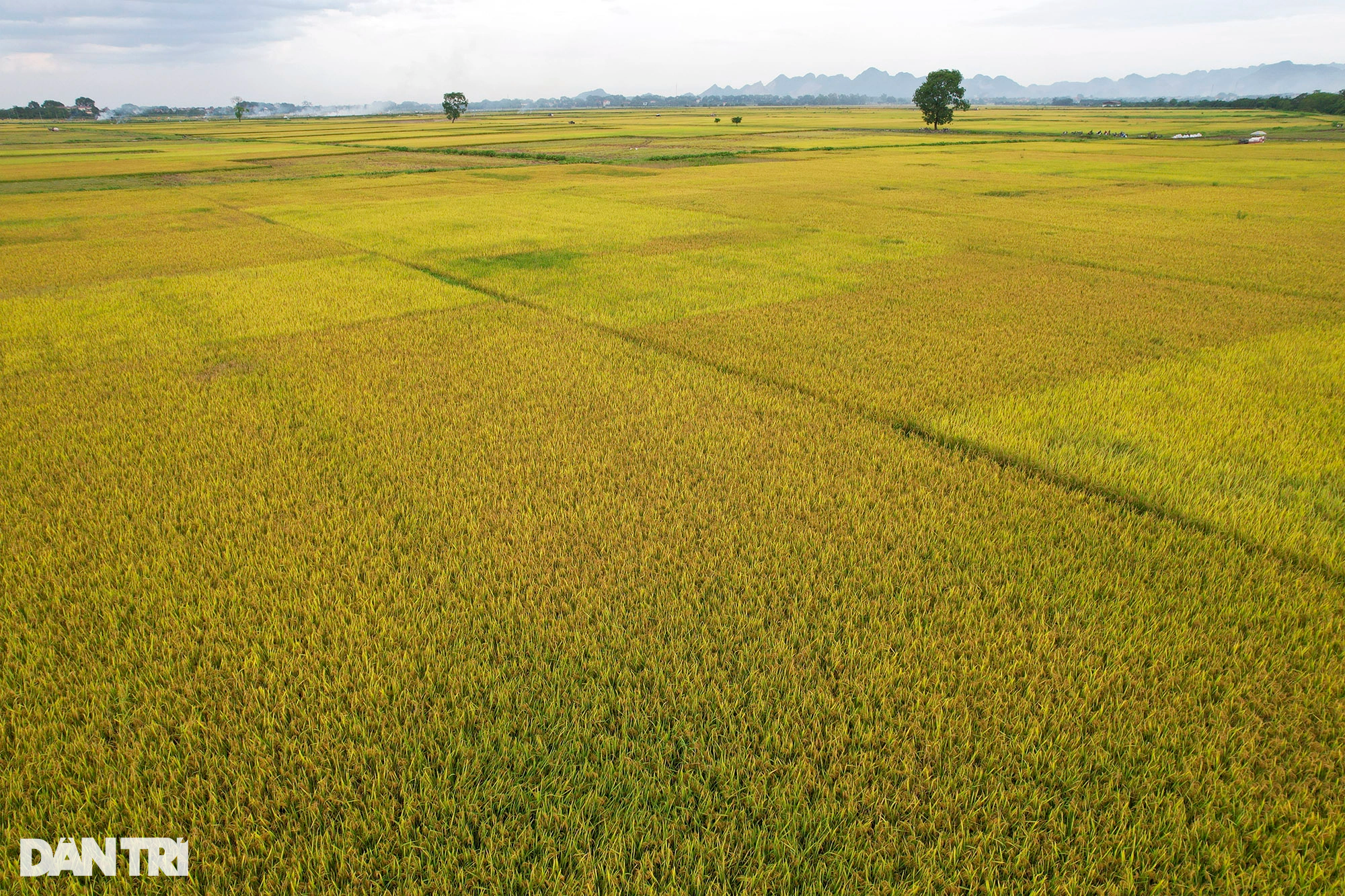 Ngắm đồng lúa thẳng cánh cò bay trong mùa gặt ở ngoại thành Hà Nội - 1