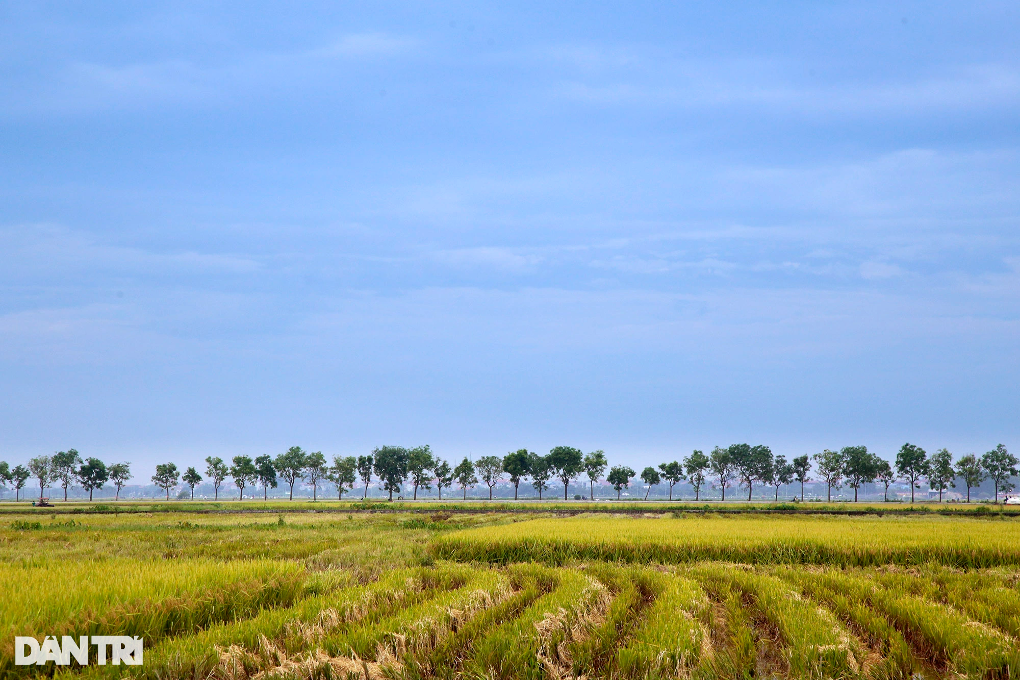Ngắm đồng lúa thẳng cánh cò bay trong mùa gặt ở ngoại thành Hà Nội - 11