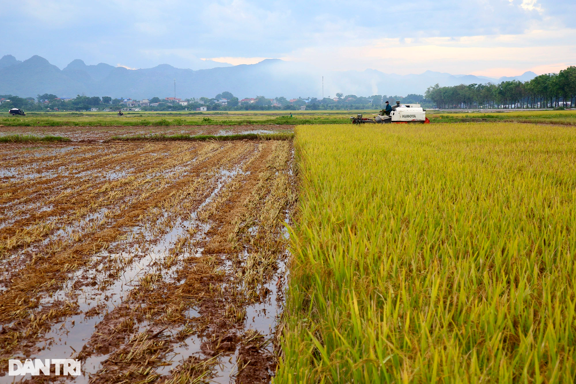 Ngắm đồng lúa thẳng cánh cò bay trong mùa gặt ở ngoại thành Hà Nội - 12