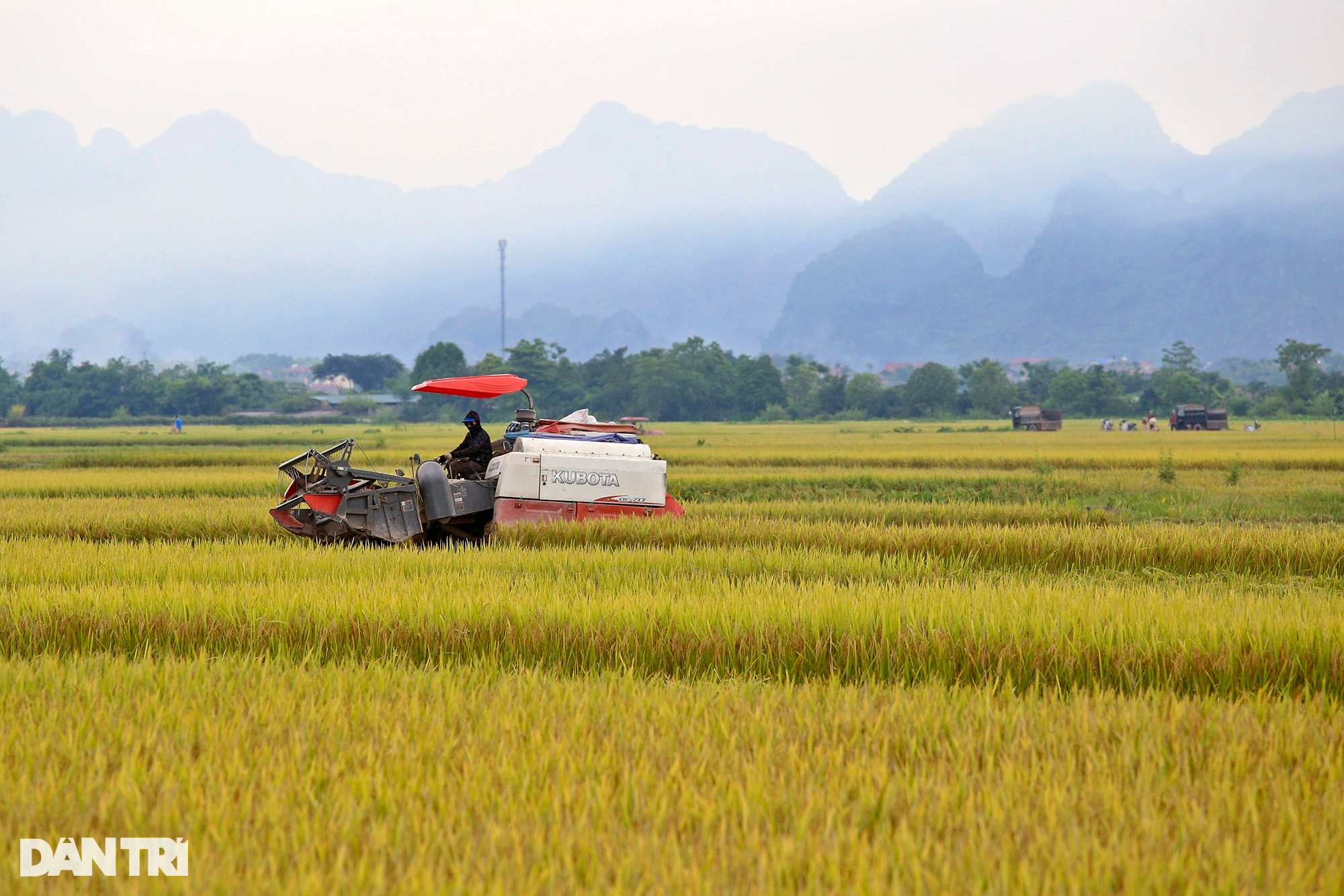 Ngắm đồng lúa thẳng cánh cò bay trong mùa gặt ở ngoại thành Hà Nội - 2